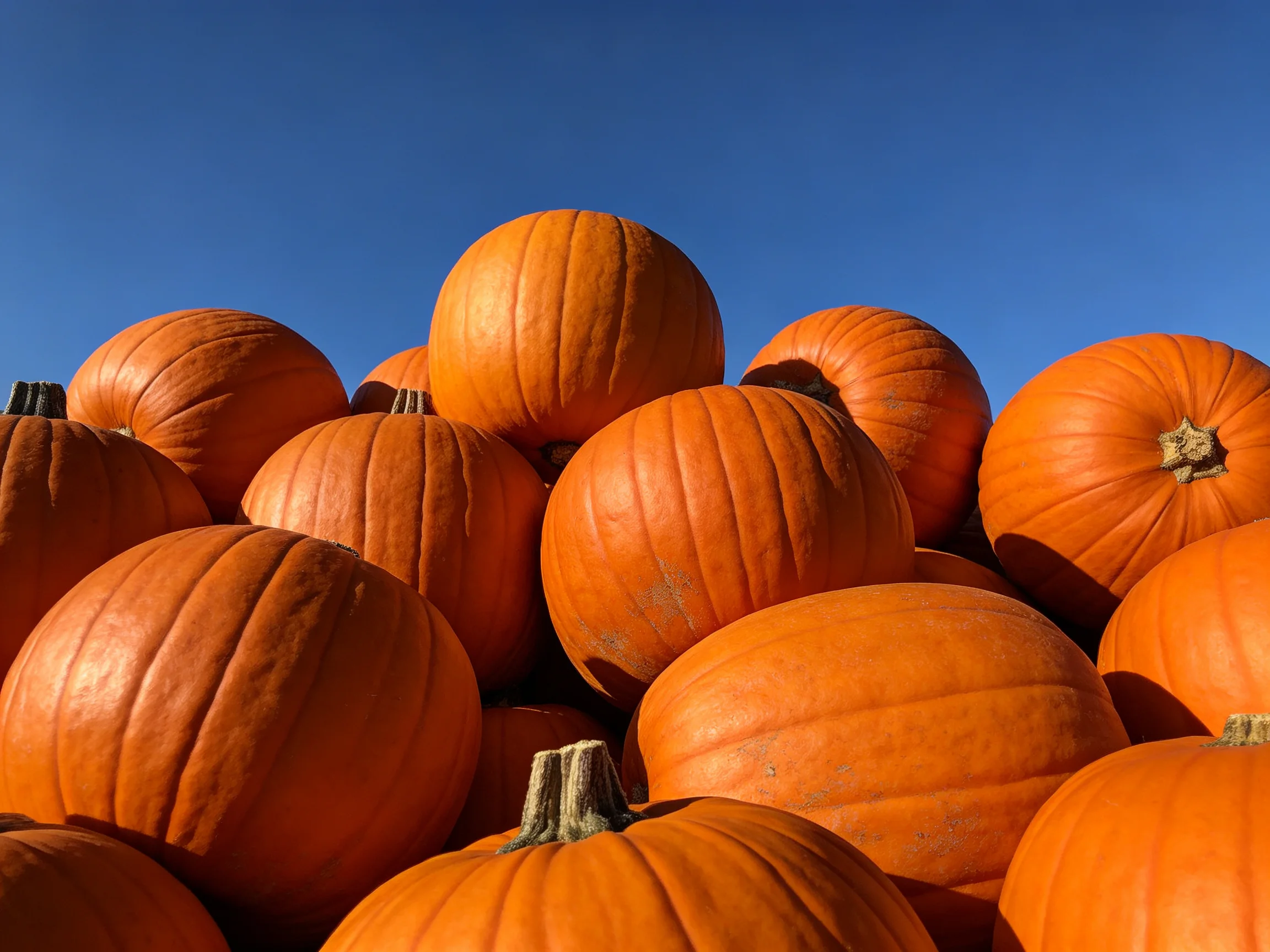 A pile of vibrant orange pumpkins stacked against a clear blue sky