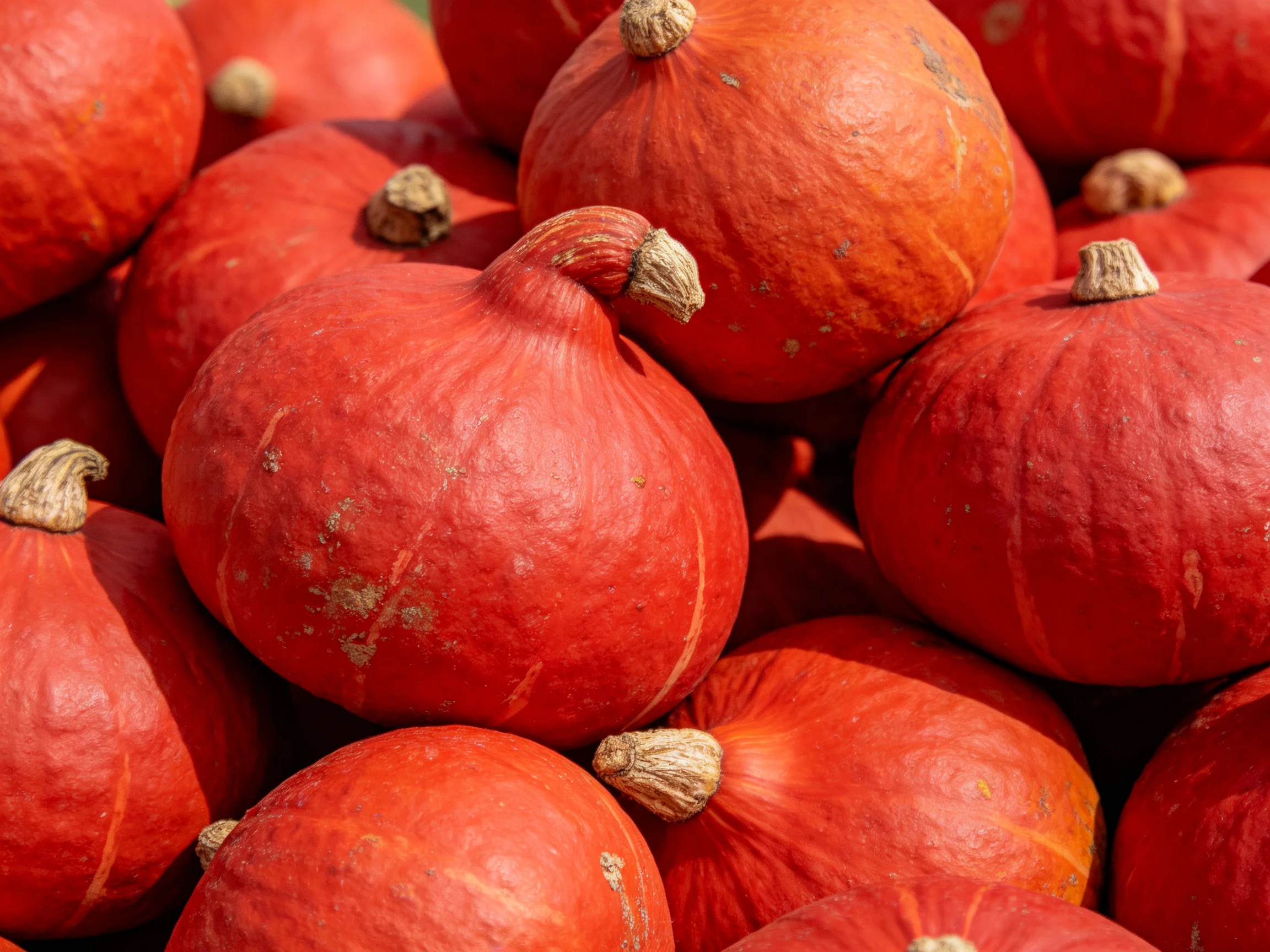 A pile of vibrant red round gourds stacked closely together