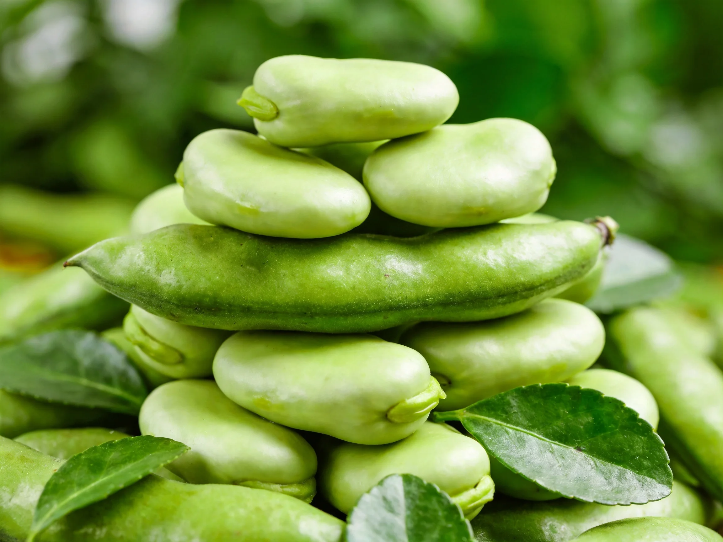 A pyramid of fresh green broad beans with leafy surroundings