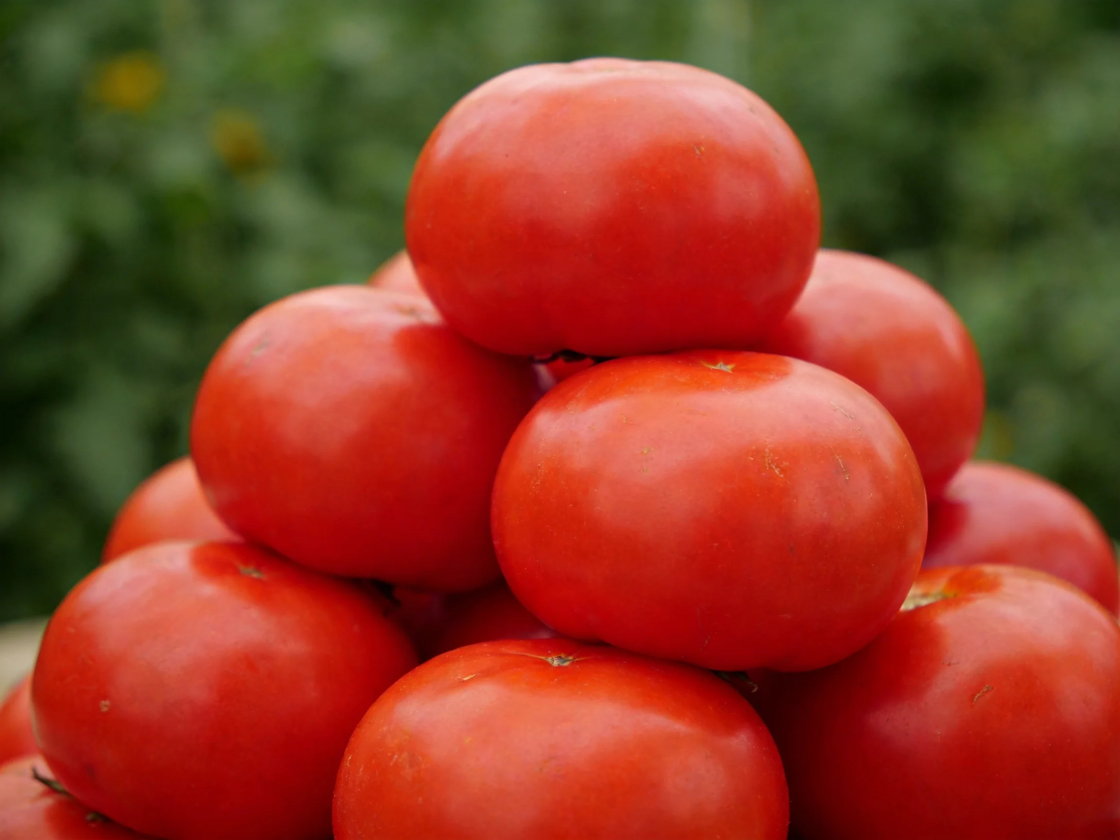 A pyramid of plump red tomatoes surrounded by green foliage