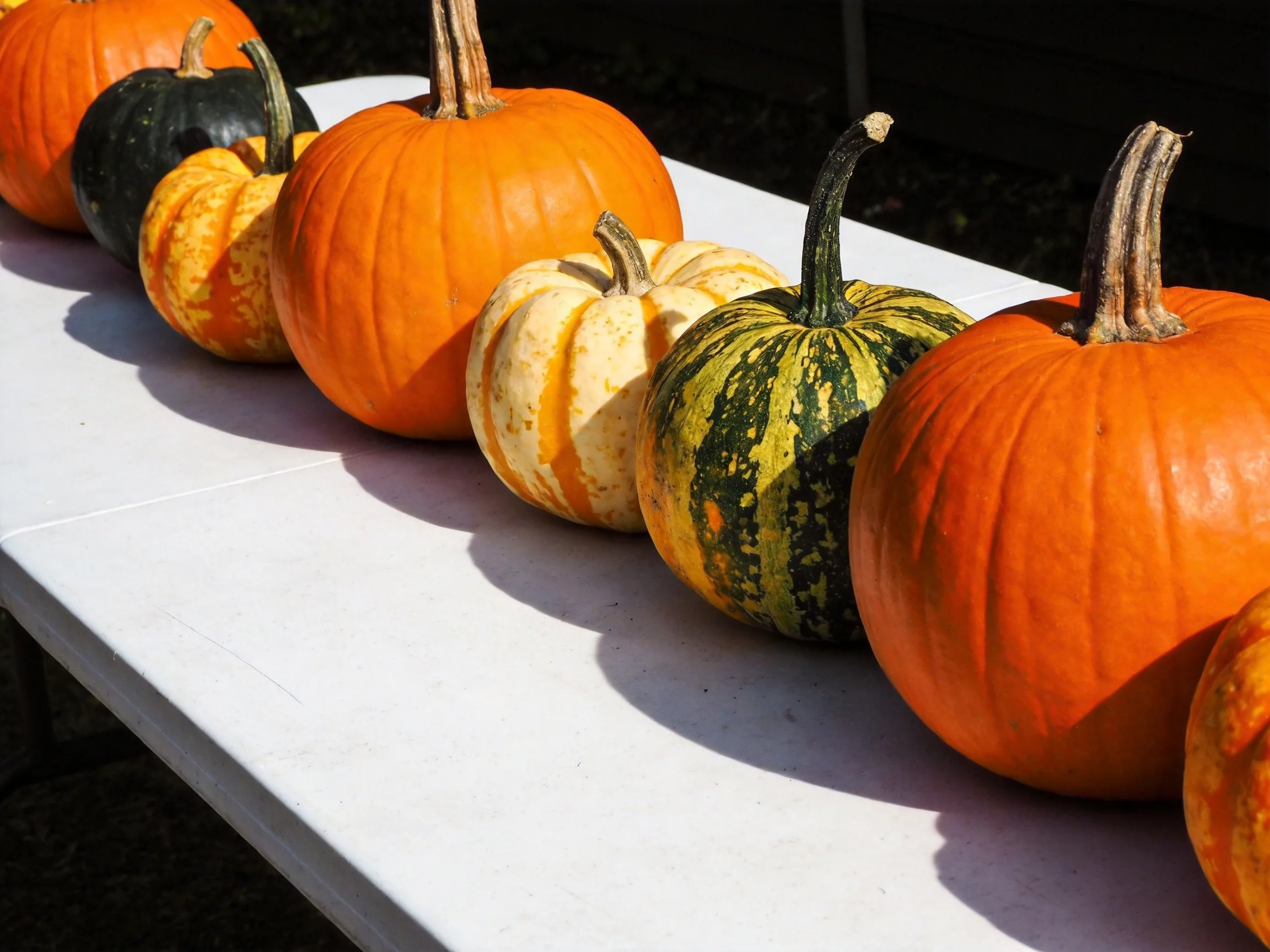 A row of colorful pumpkins in orange, green, and cream hues displayed on a white table