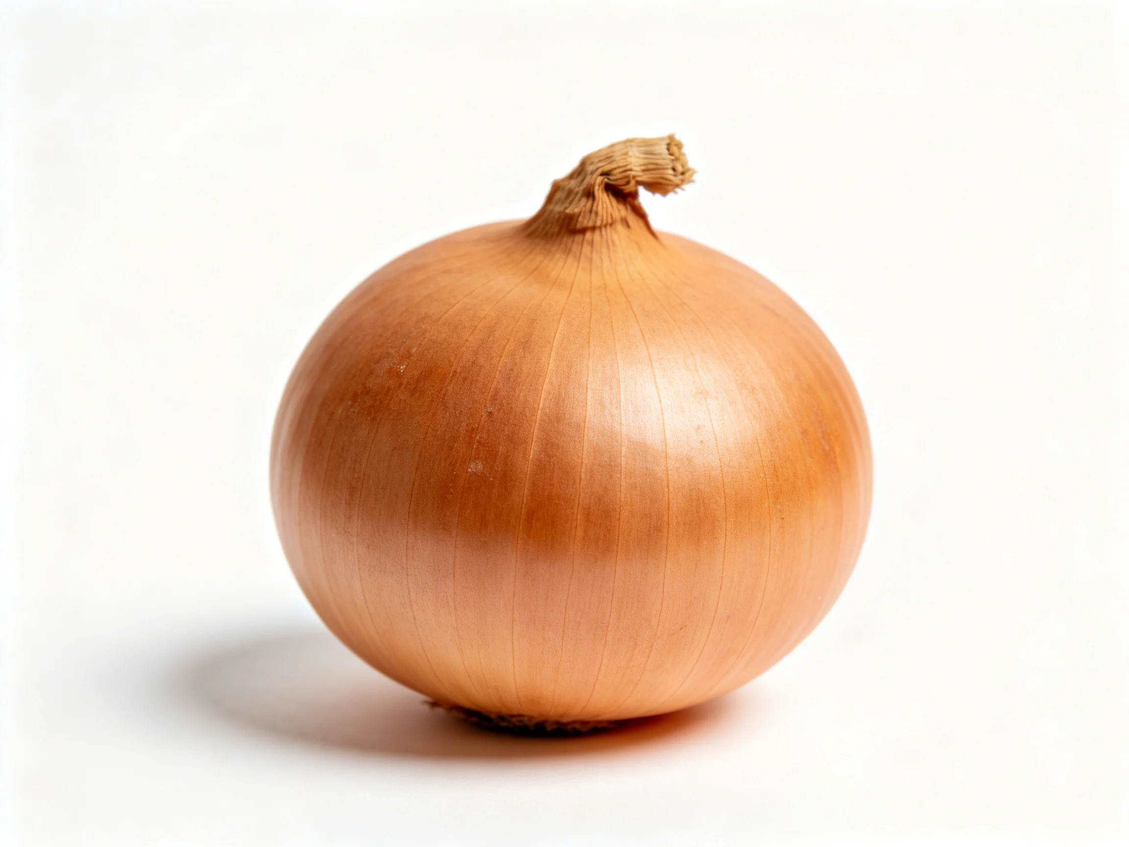 A single brown onion with textured papery skin and a dry stem