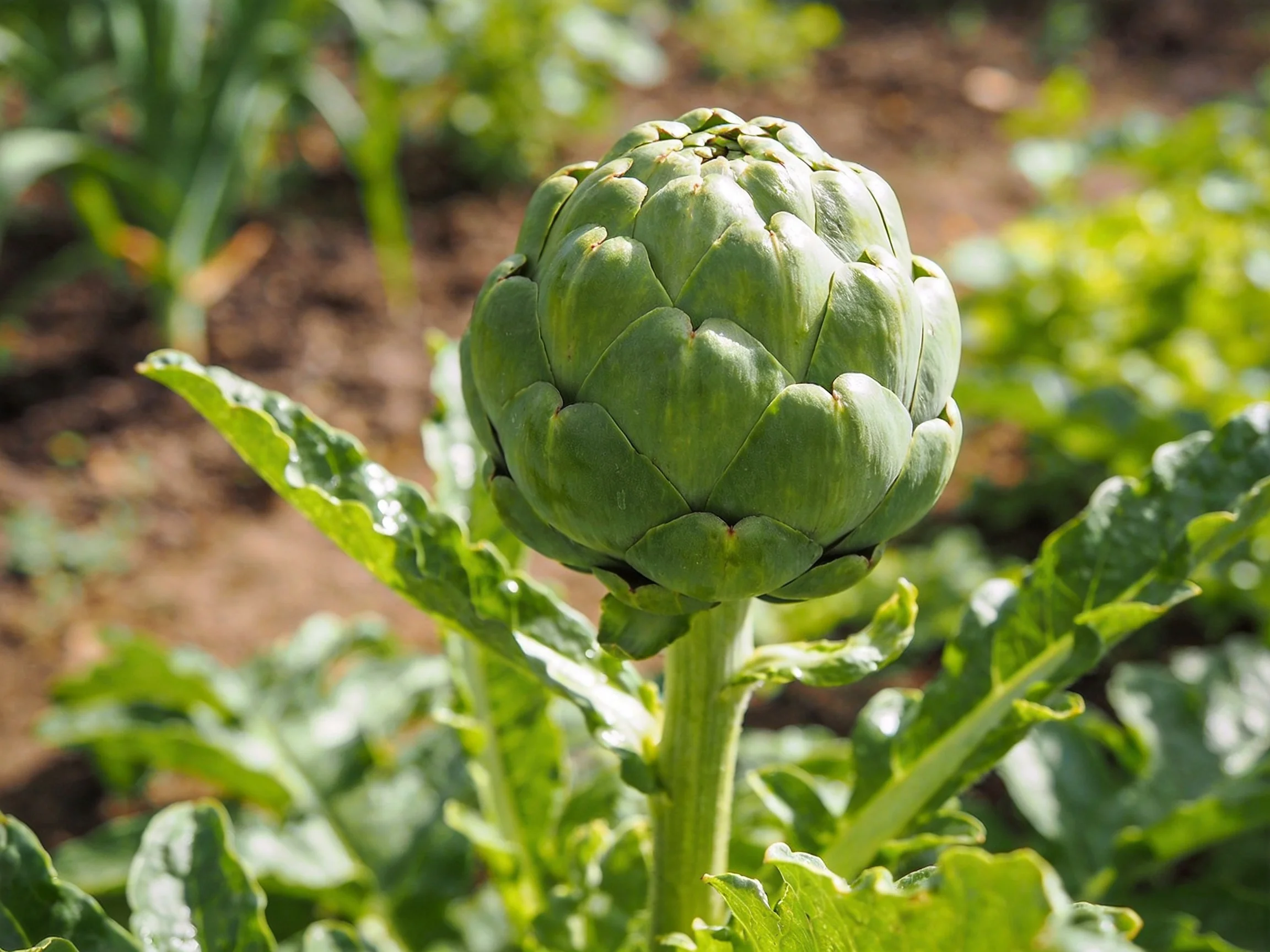 A single green artichoke bud surrounded by broad leaves in a sunlit garden