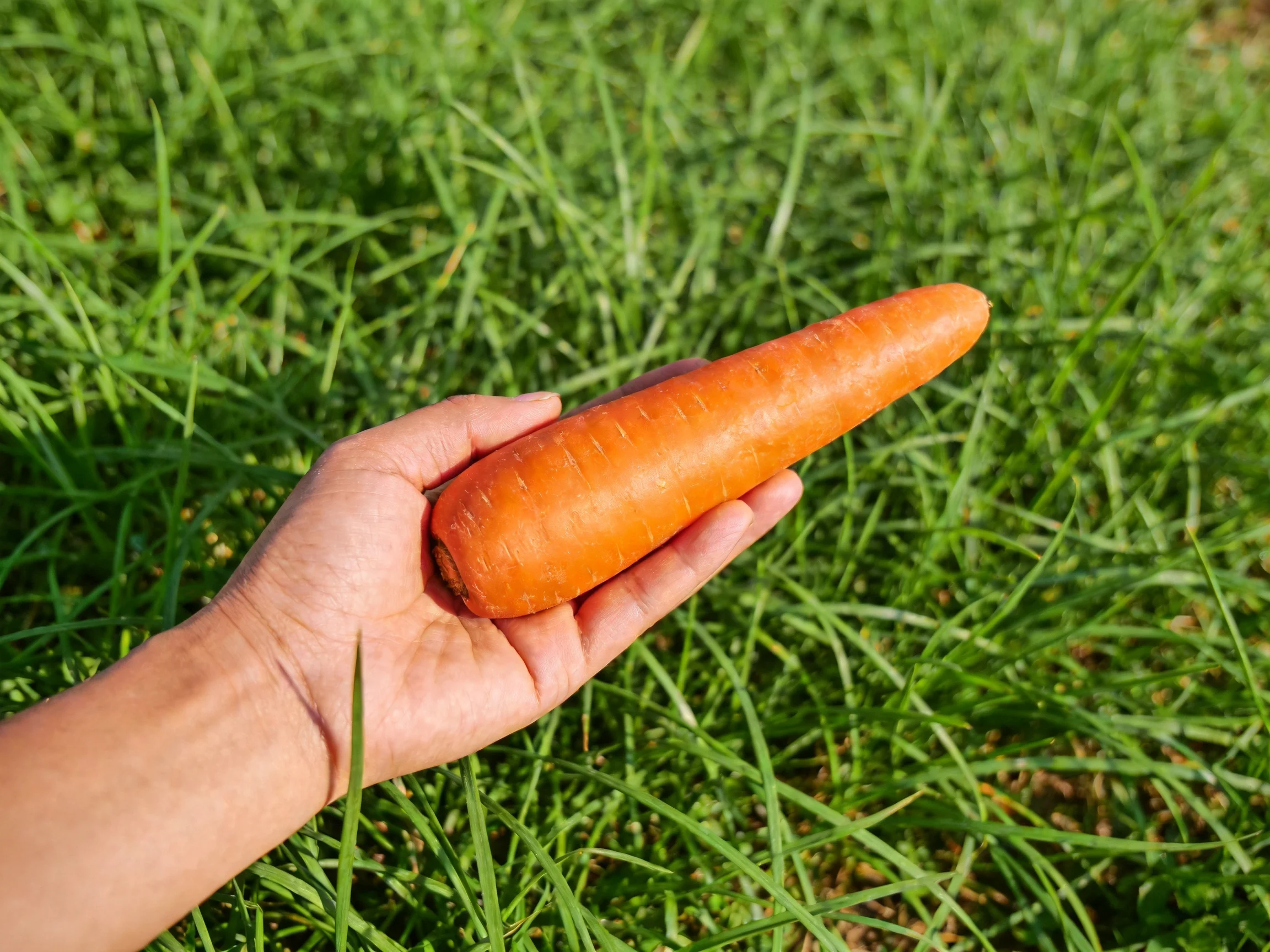 A single large orange carrot held by a hand over vibrant green grass