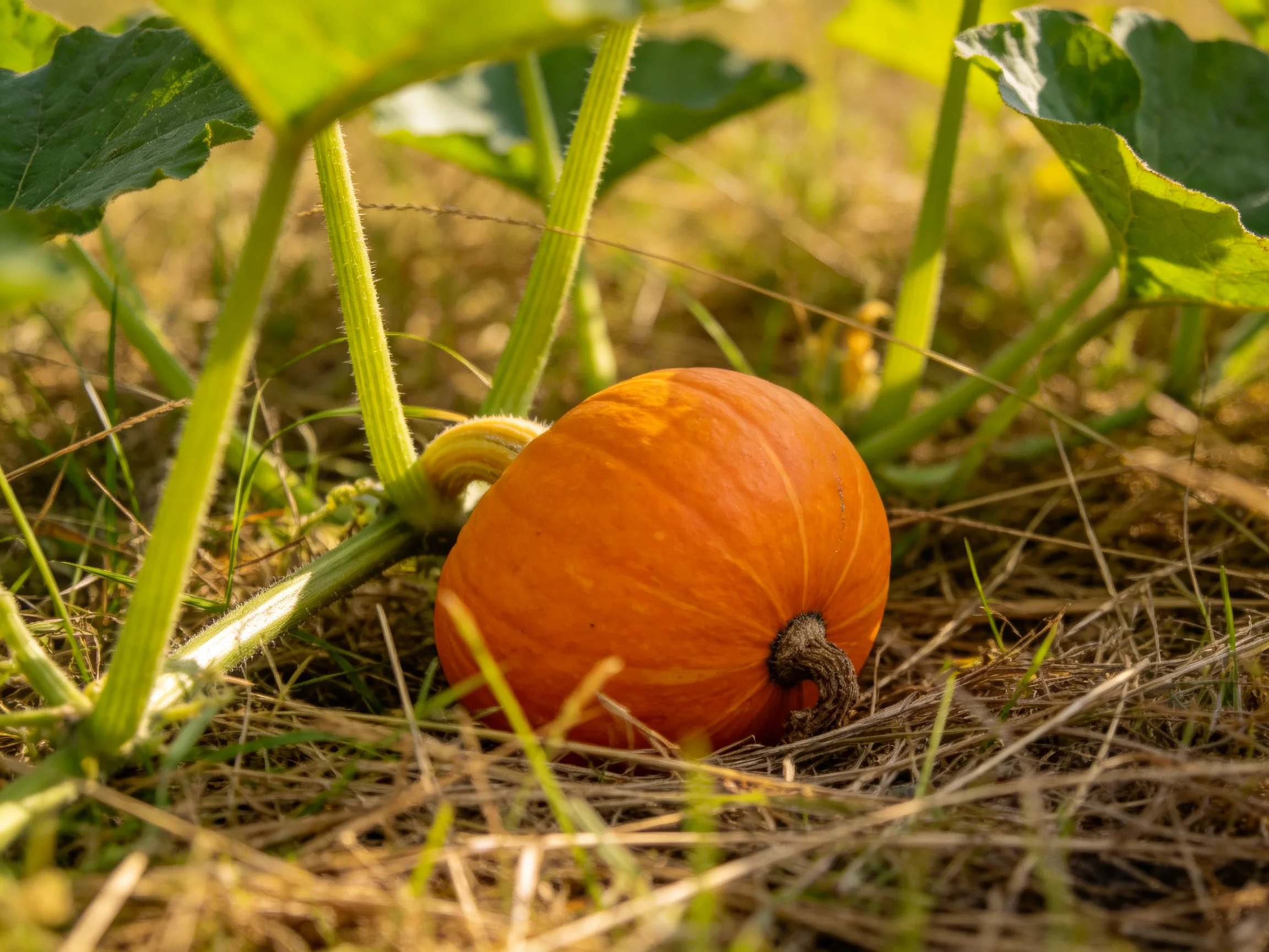 A single orange pumpkin grows amid green vines and dry straw