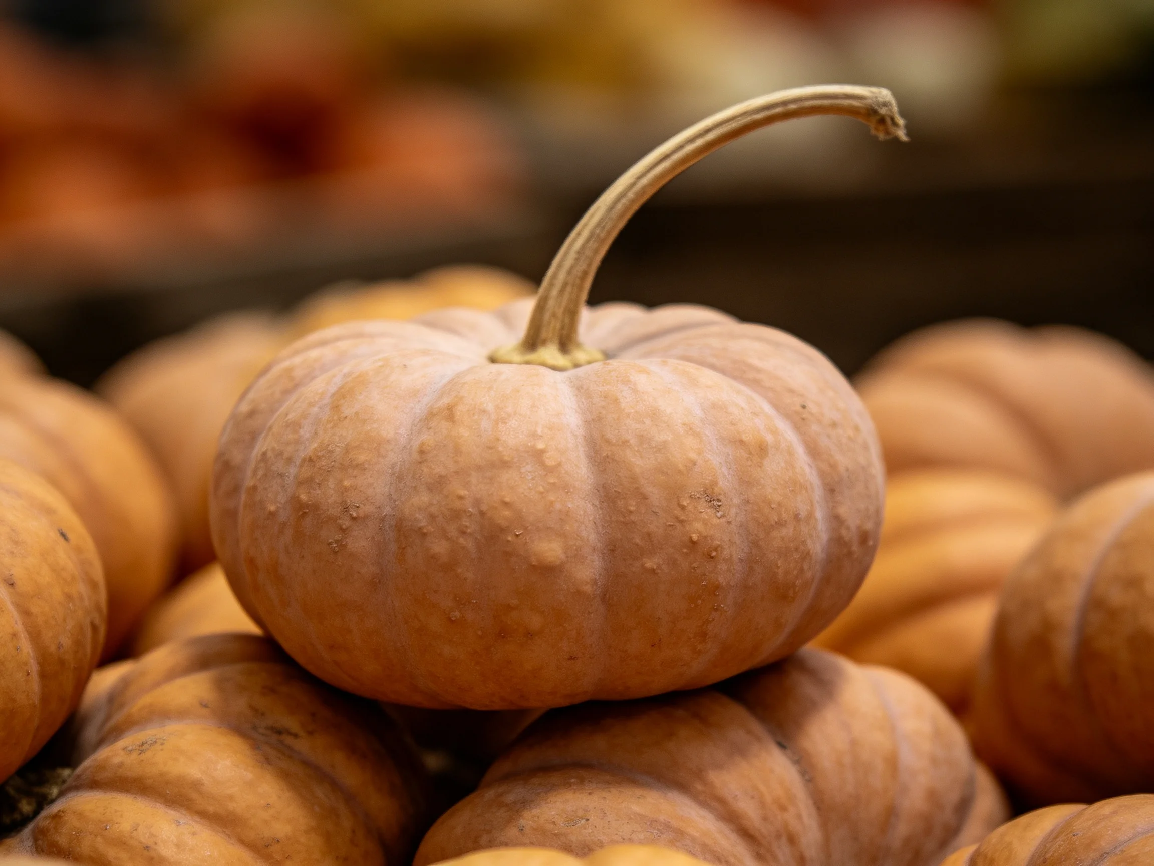 A single pale orange pumpkin atop a cluster of similar pumpkins