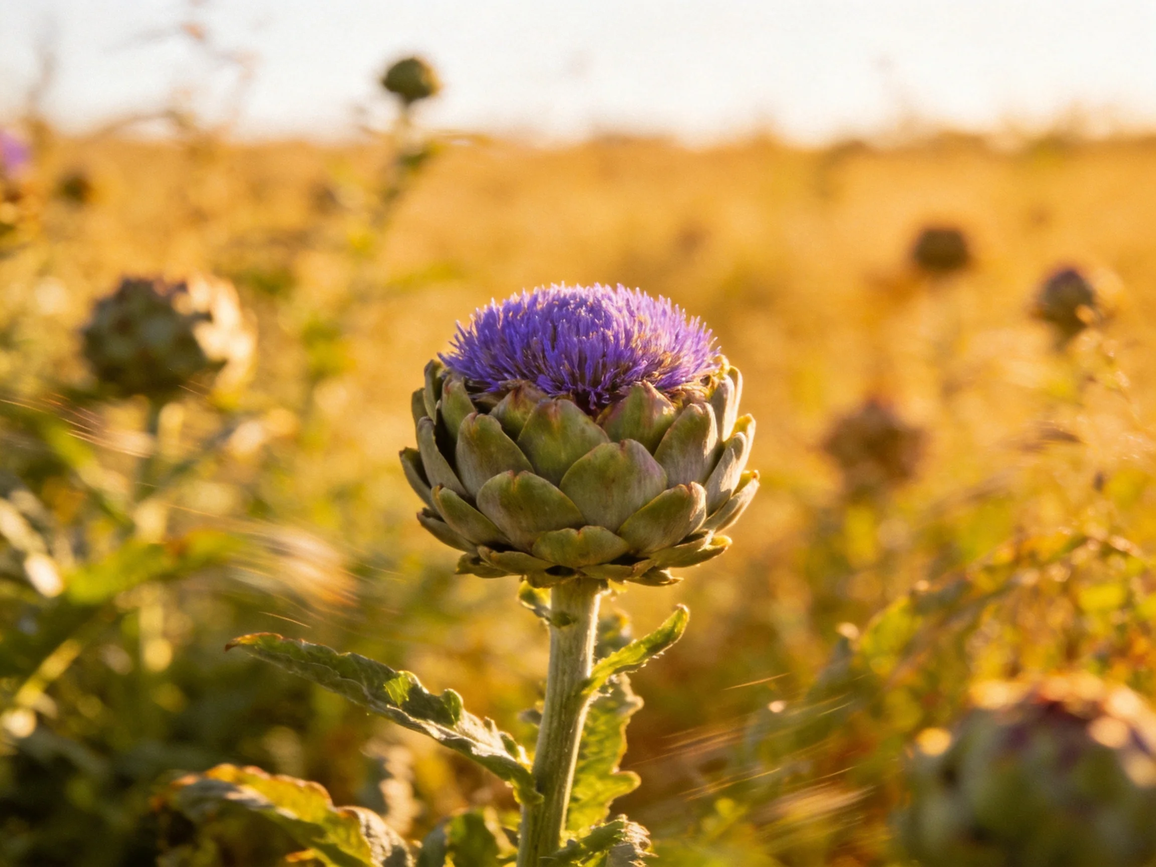 A single purple artichoke blooms prominently in a sunlit golden field