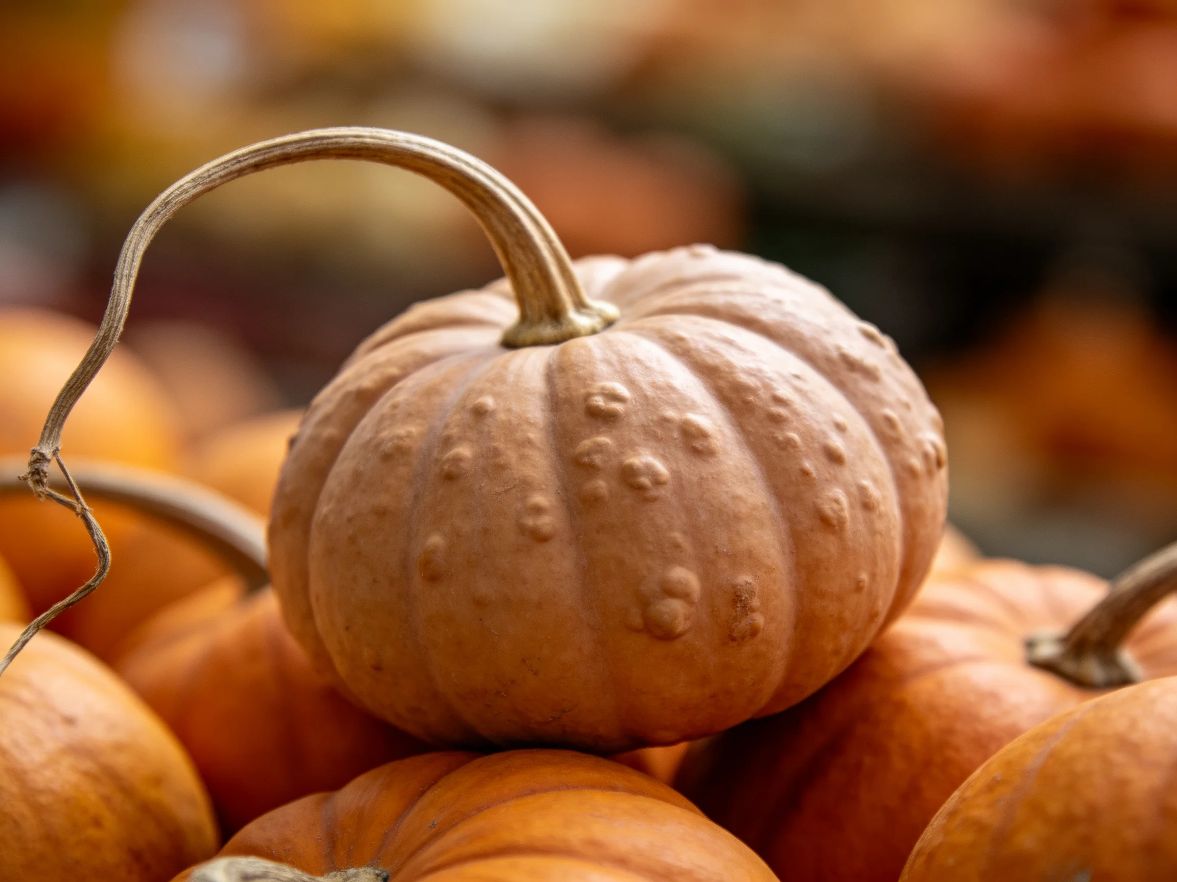 A single textured tan pumpkin atop a cluster of orange pumpkins