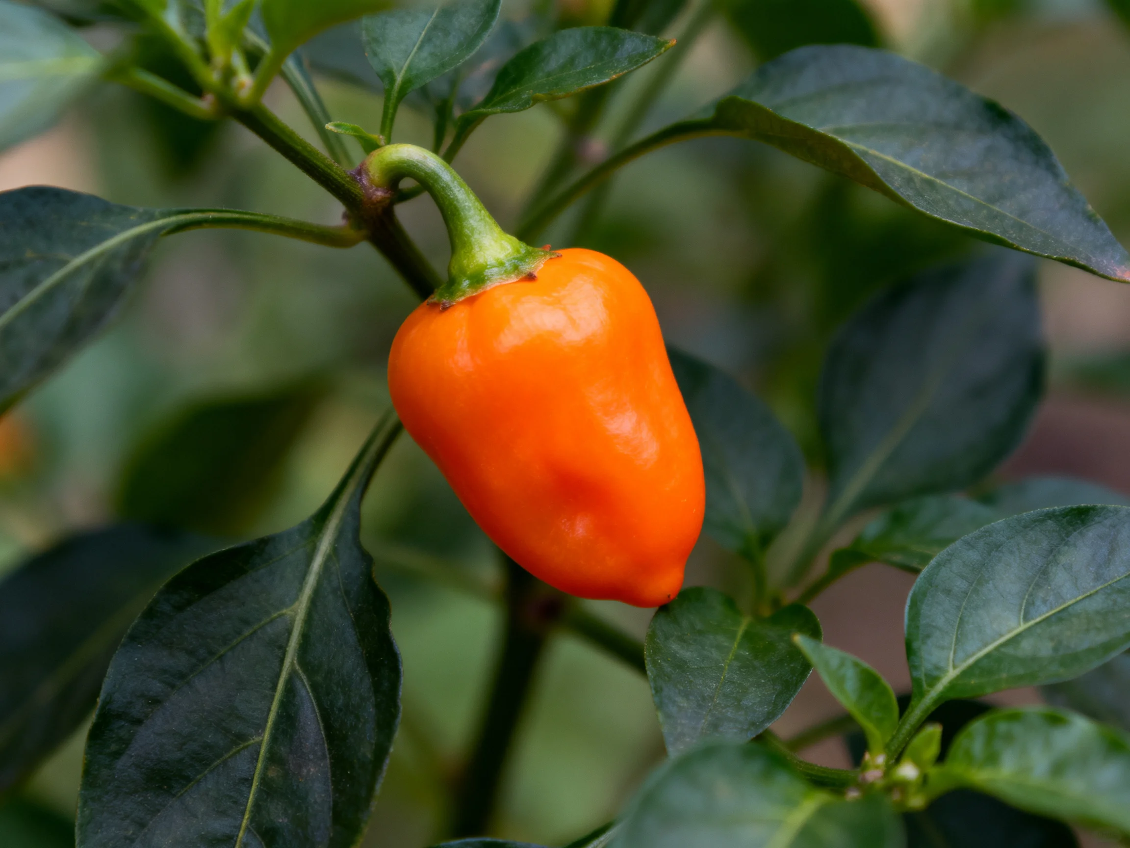 A single vibrant orange pepper hanging from a plant with dark green leaves