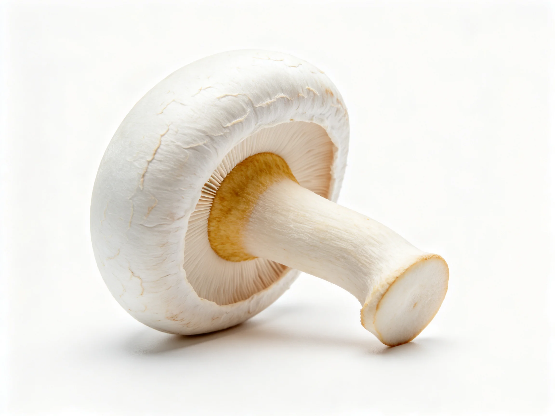 A single white mushroom with a light brown stem and textured cap