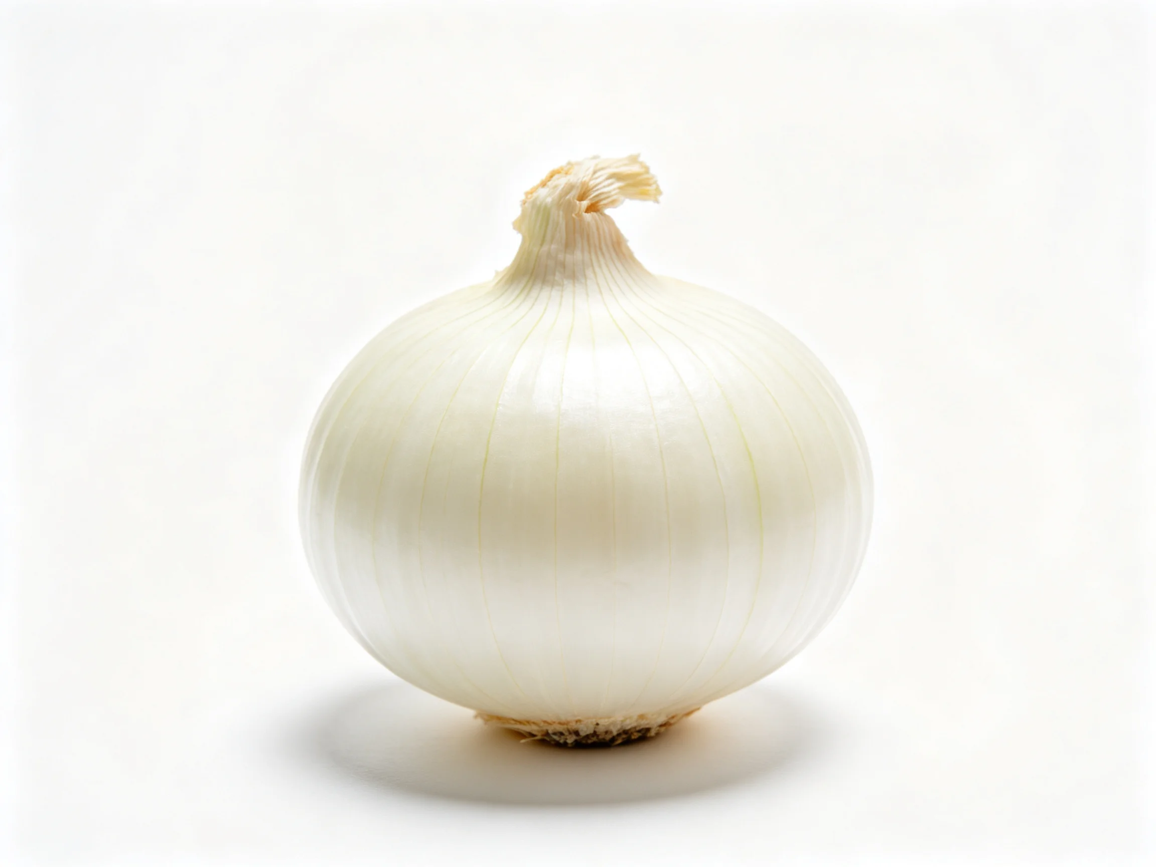 A single white onion with smooth, glossy skin on a stark white surface