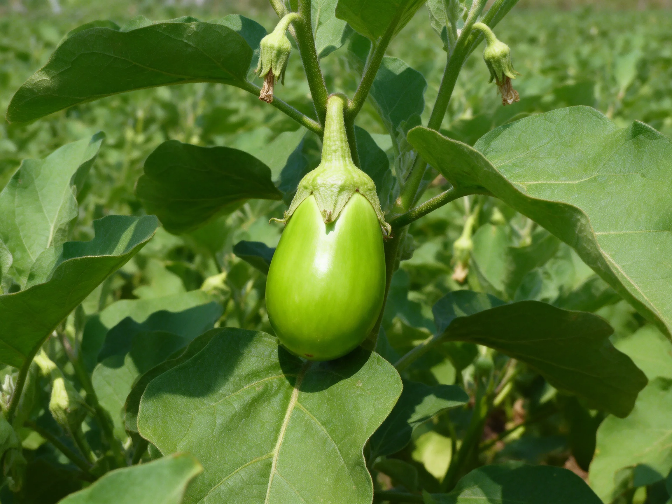 A small green eggplant growing among large leafy plants