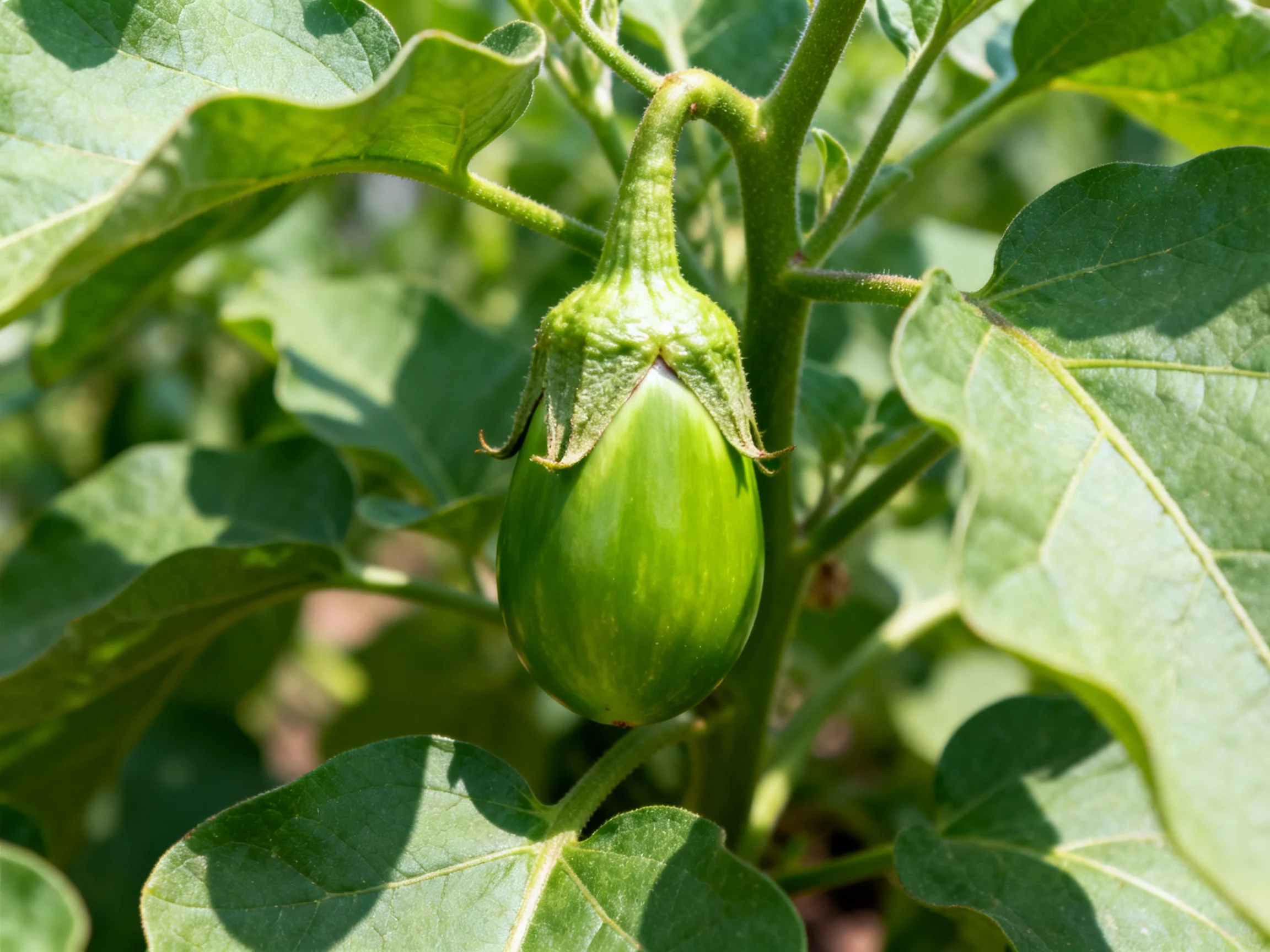 A small green eggplant grows amid broad green leaves under bright sunlight