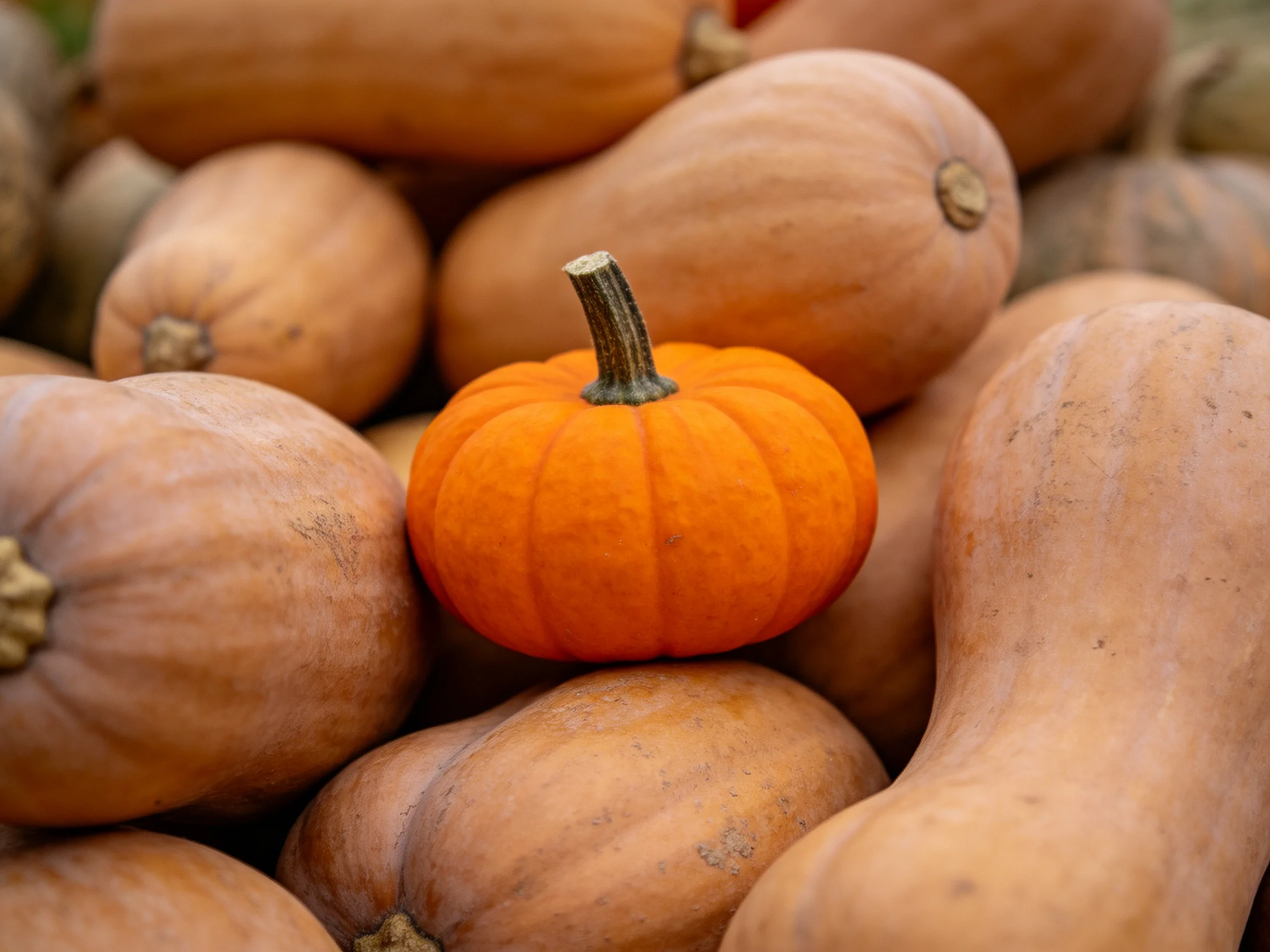 A small orange pumpkin nestled among numerous large tan squashes