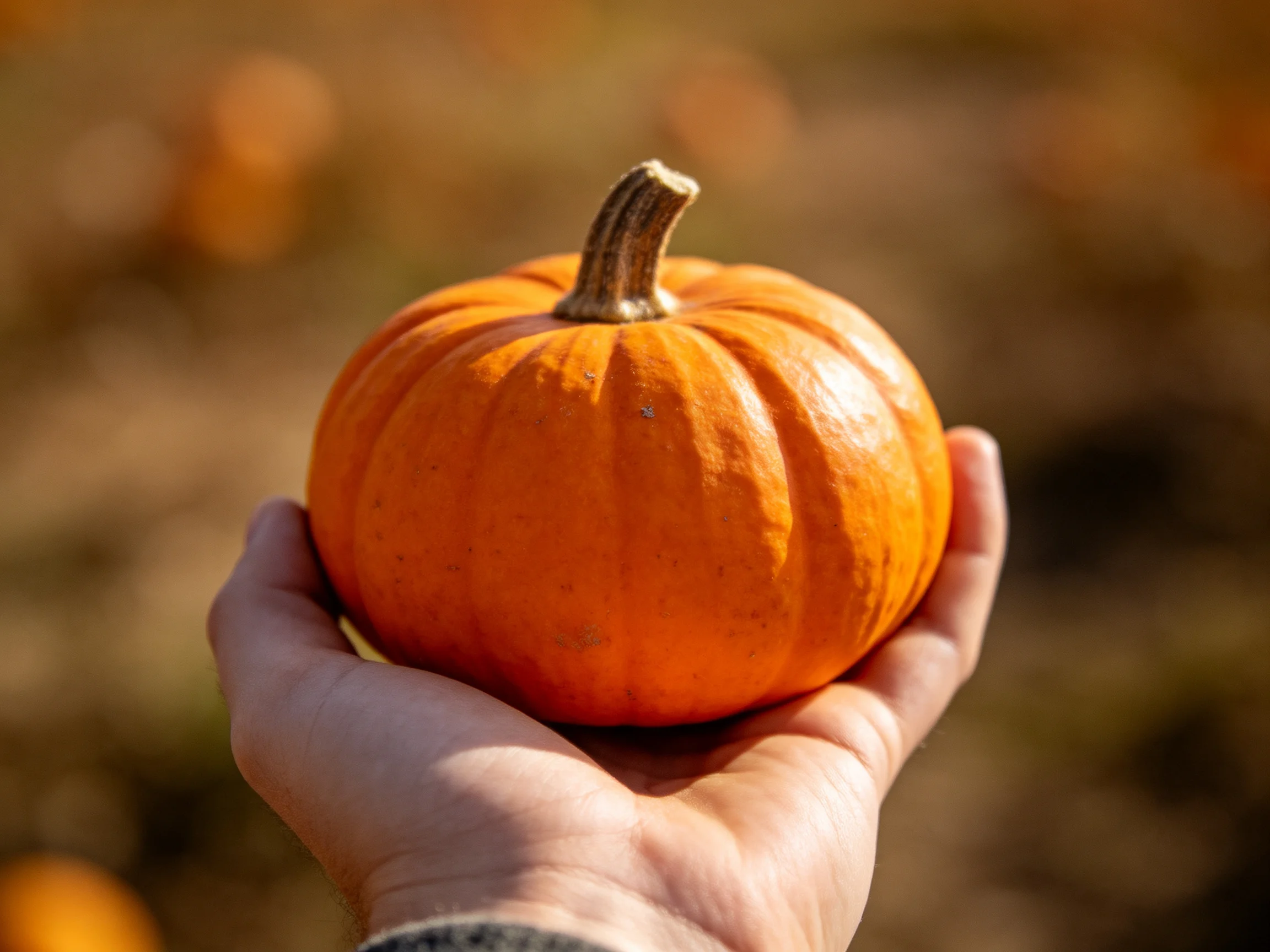 A small vibrant orange pumpkin held securely in a hand amid a blurred outdoor setting