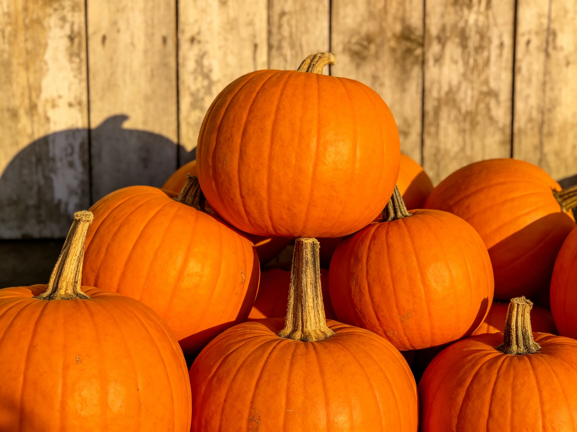A stack of numerous orange pumpkins positioned before a wooden fence