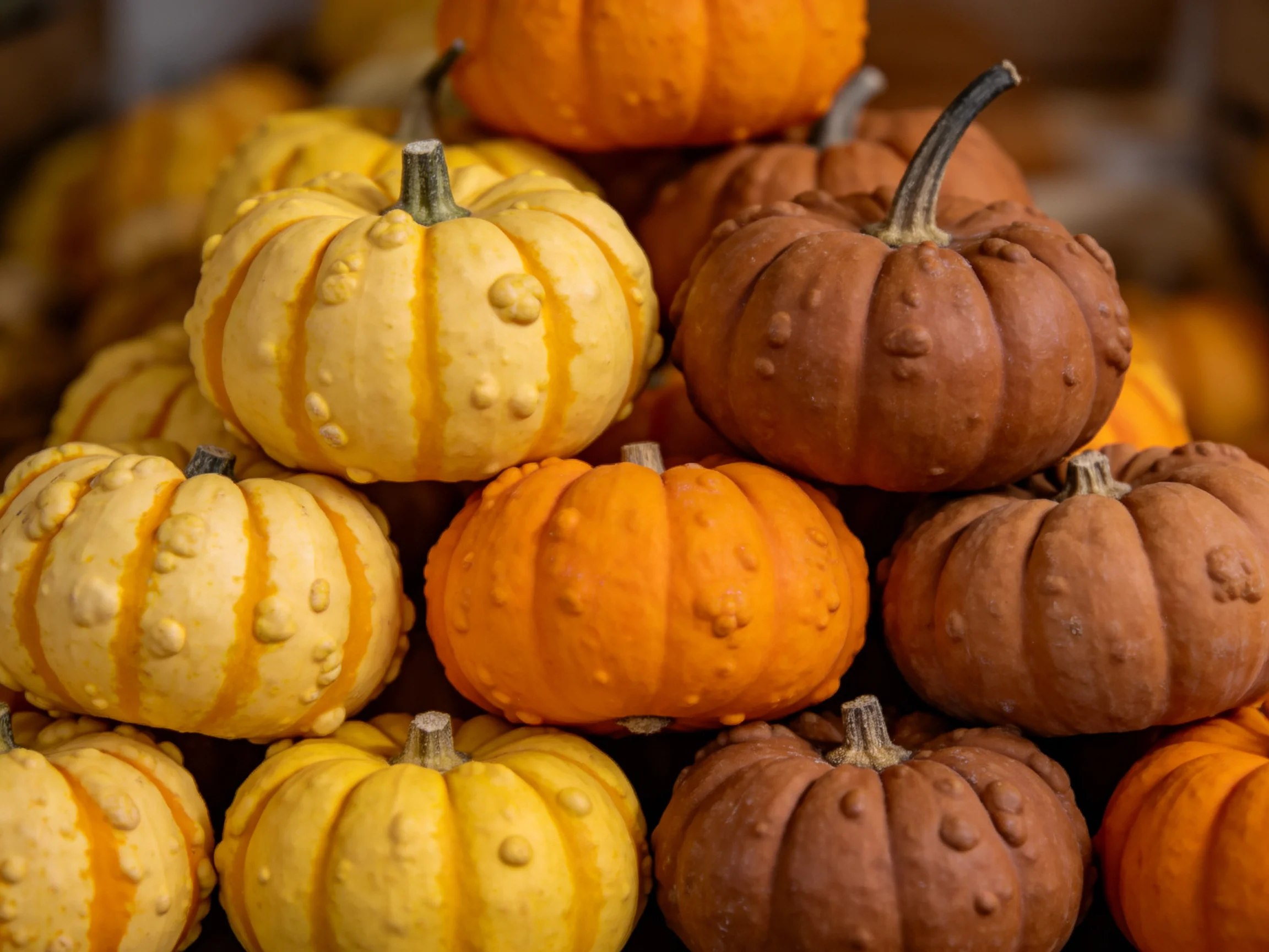 A stack of small pumpkins in yellow, orange, and brown