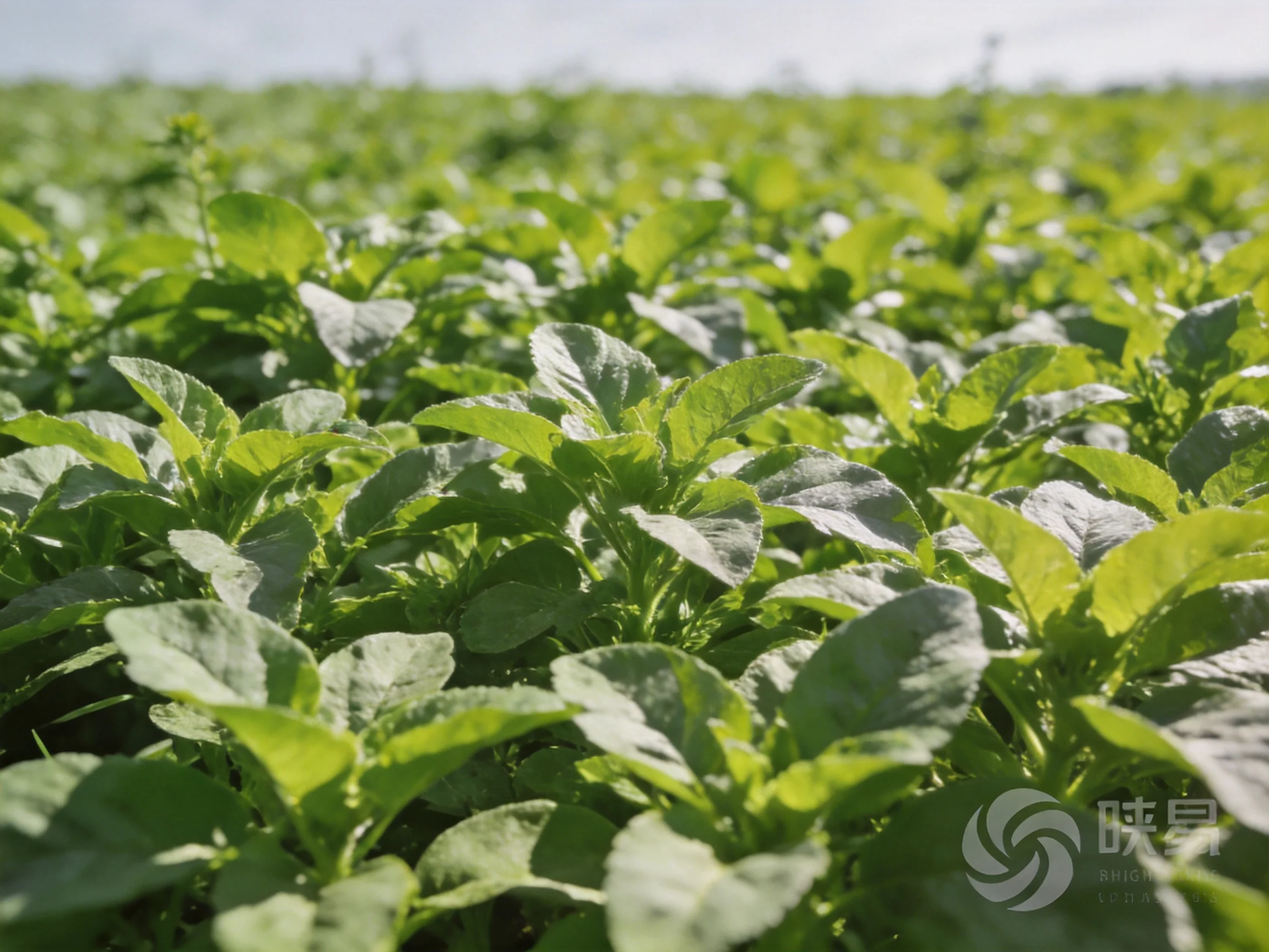 A vast field of vibrant green leafy crops bathed in sunlight