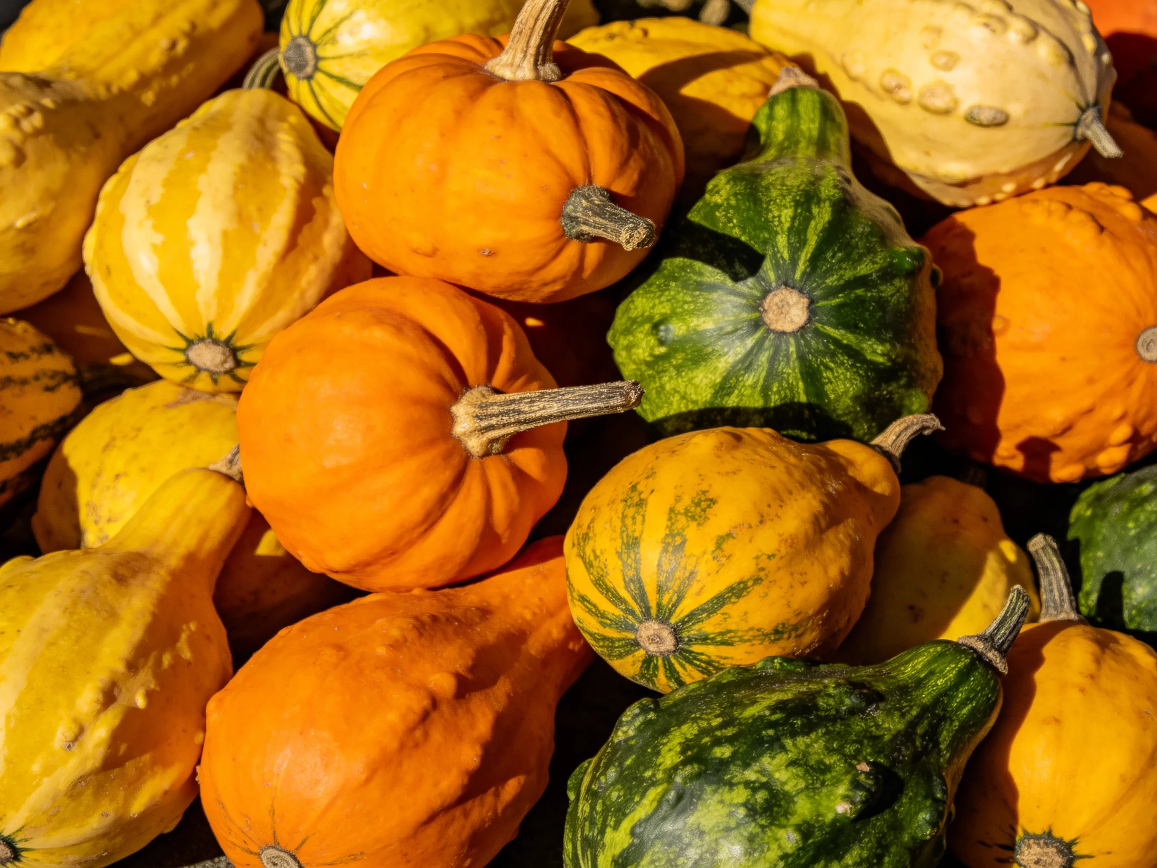 A vibrant assortment of small pumpkins and gourds in orange, yellow, and green hues
