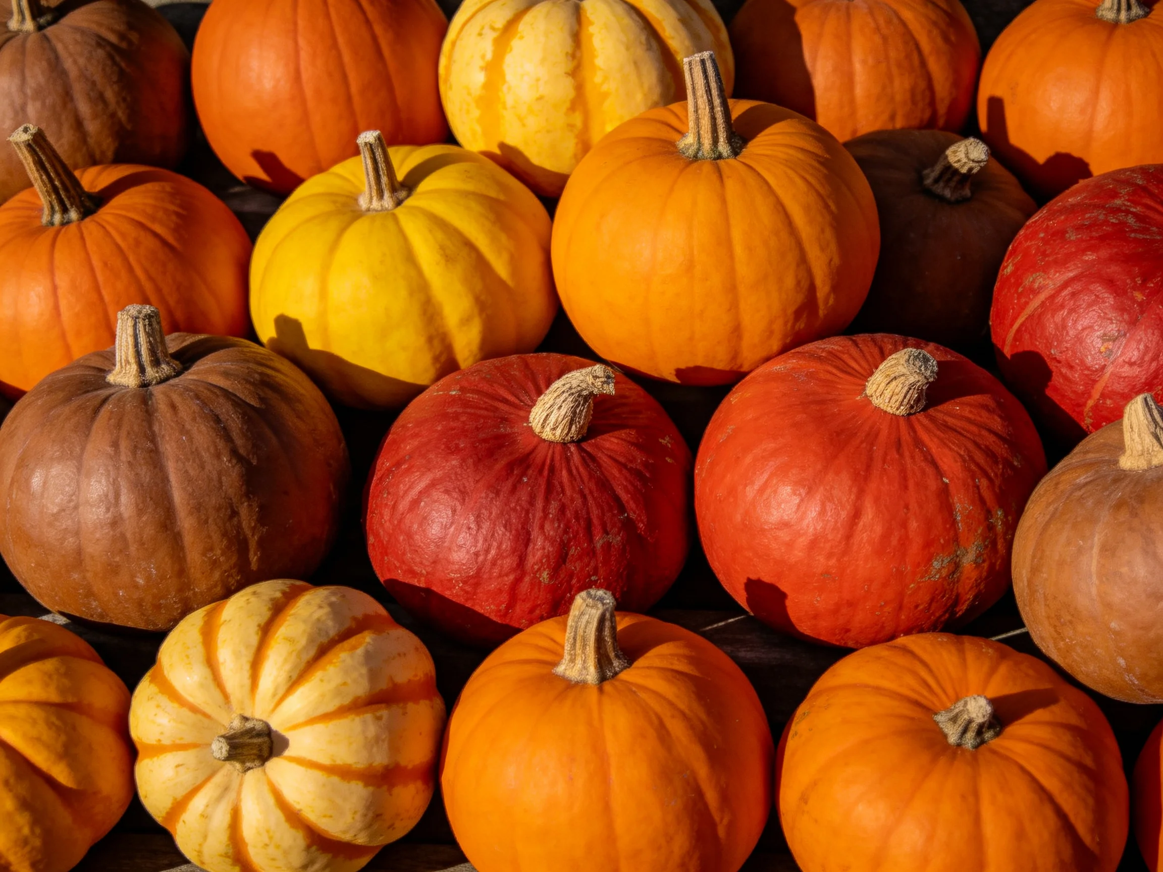 A vibrant collection of small pumpkins in diverse autumnal colors