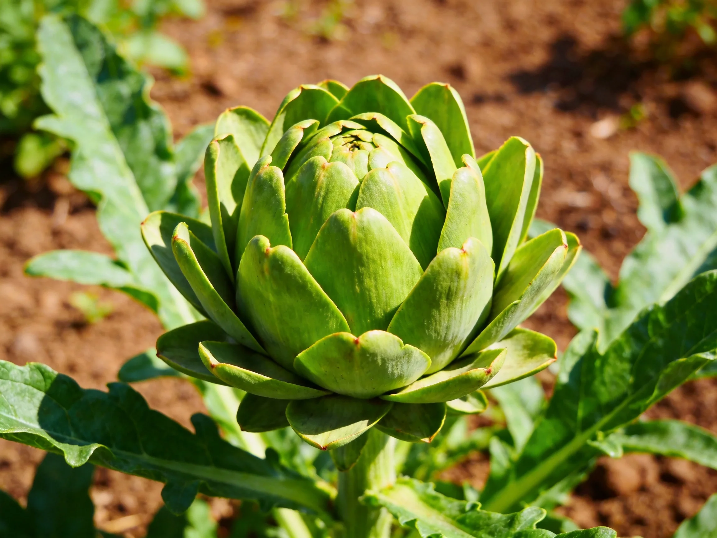 A vibrant green artichoke bud amidst broad leaves in a sunlit garden