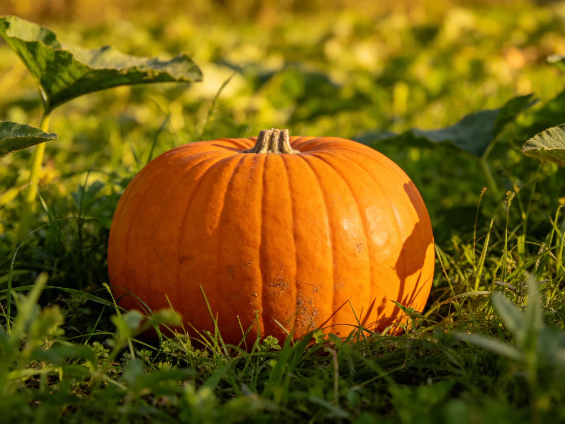 A vibrant orange pumpkin nestled among lush green foliage in sunlight
