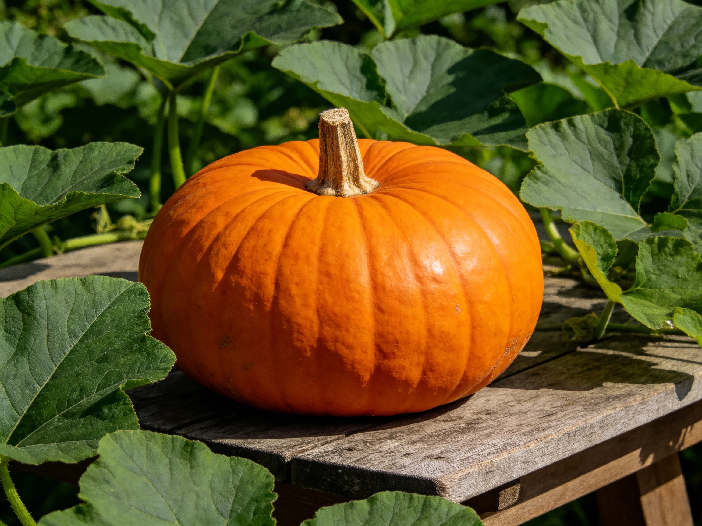 A vibrant orange pumpkin rests on a weathered wooden table amid lush green foliage