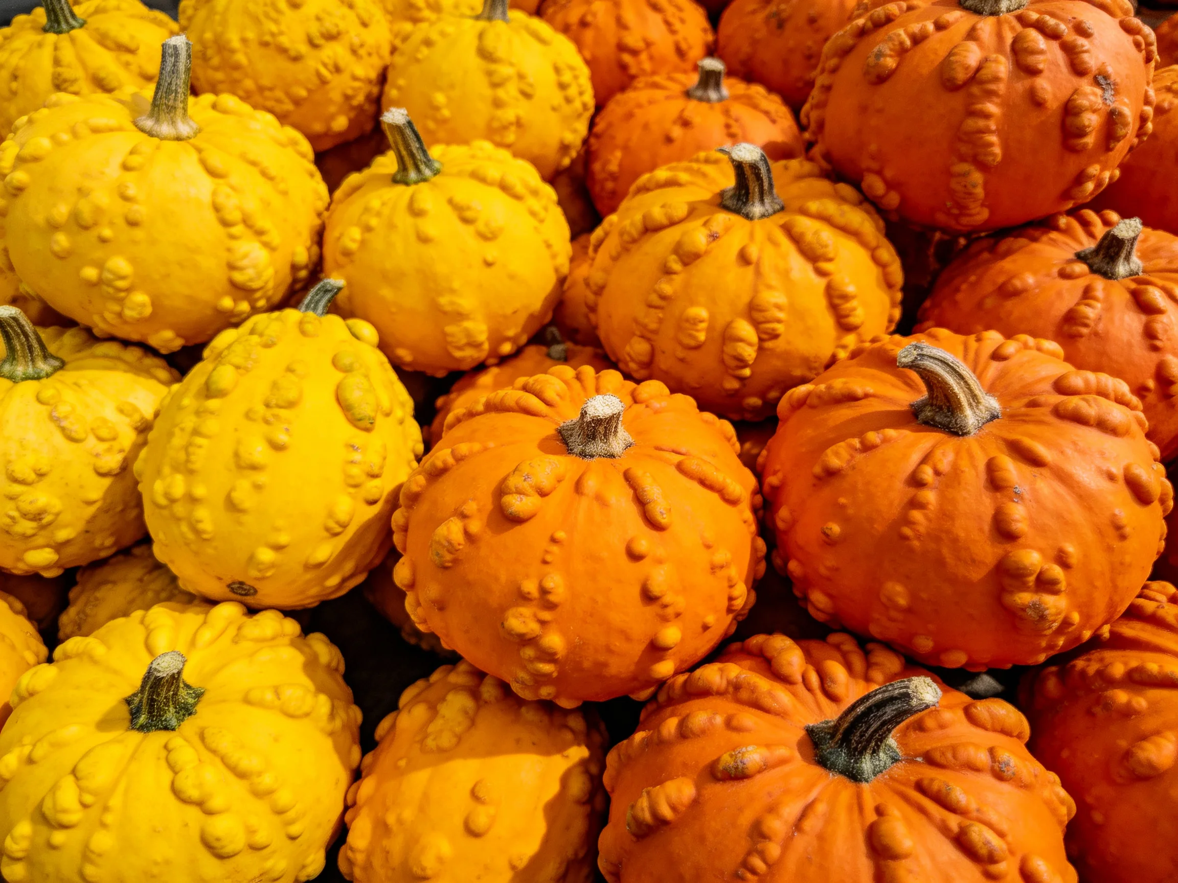 A vibrant pile of yellow and orange textured gourds stacked densely
