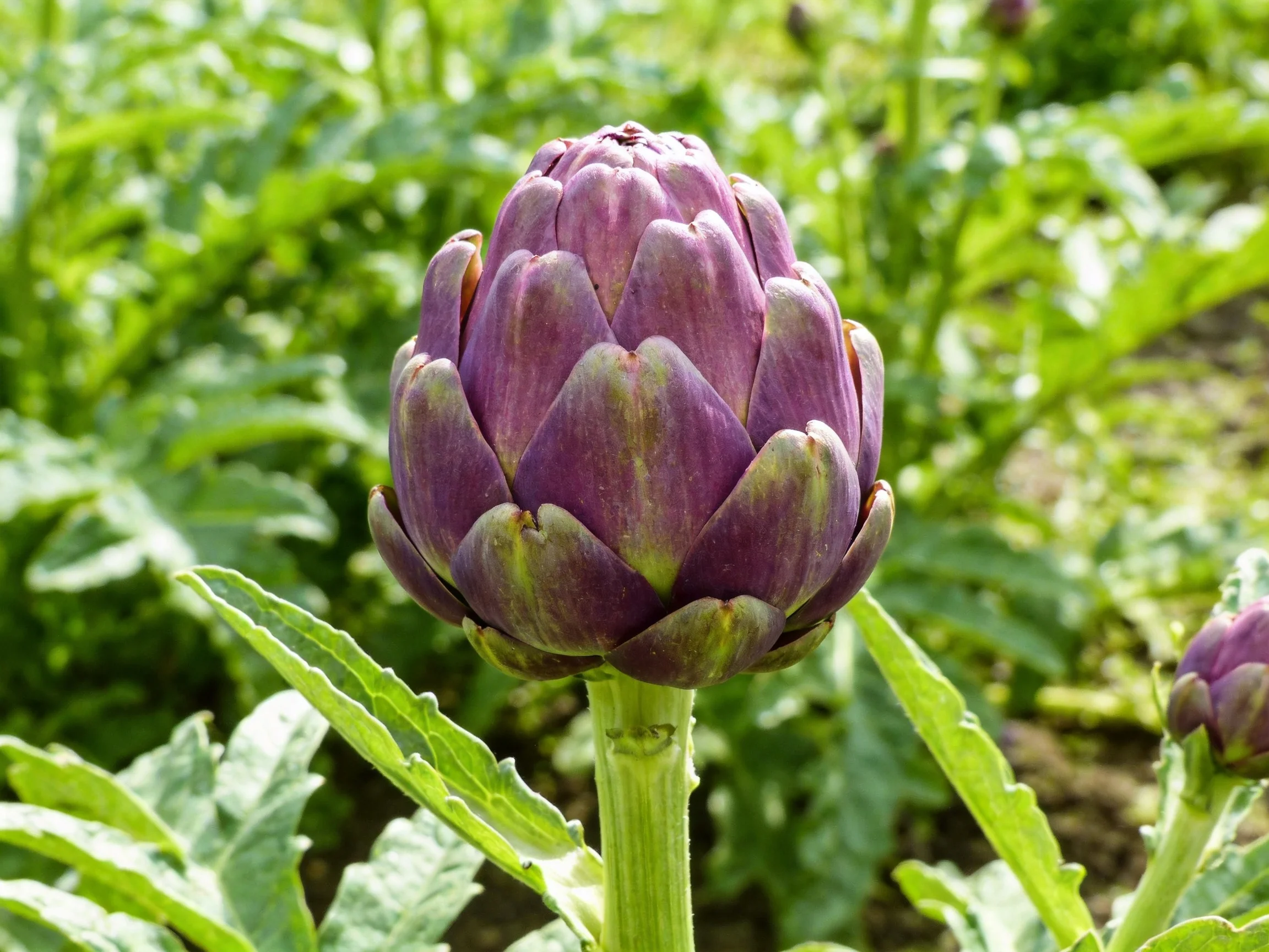 A vibrant purple artichoke bud surrounded by lush green foliage