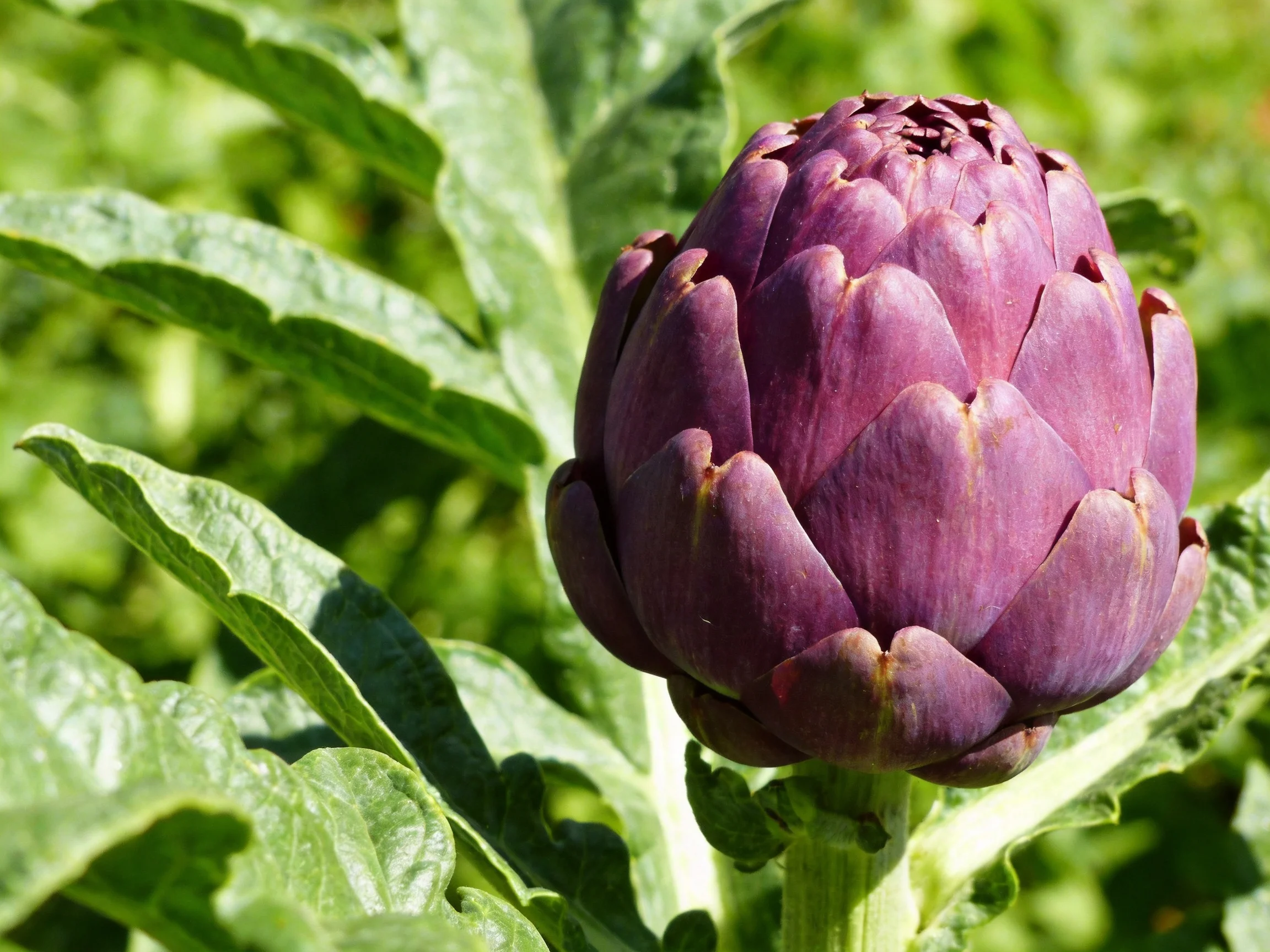 A vibrant purple artichoke bud surrounded by lush green foliage