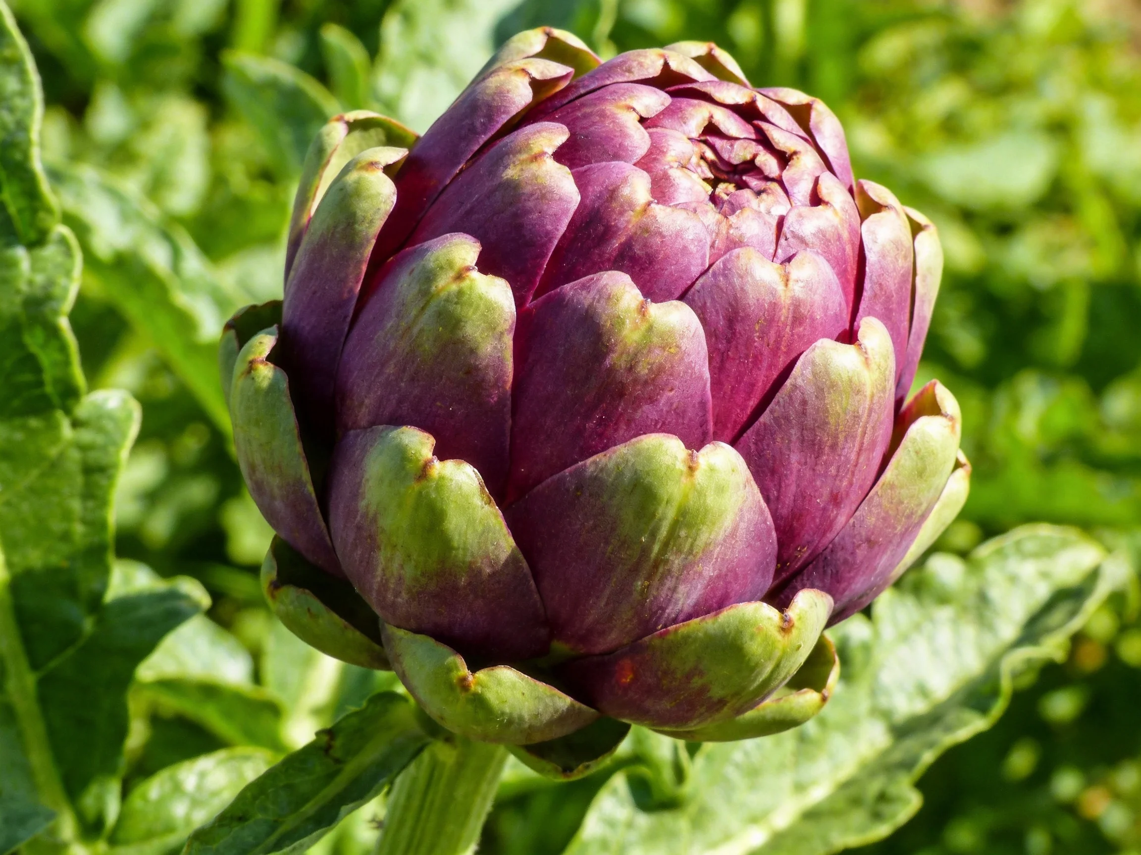 A vibrant purple artichoke bud with green outer leaves