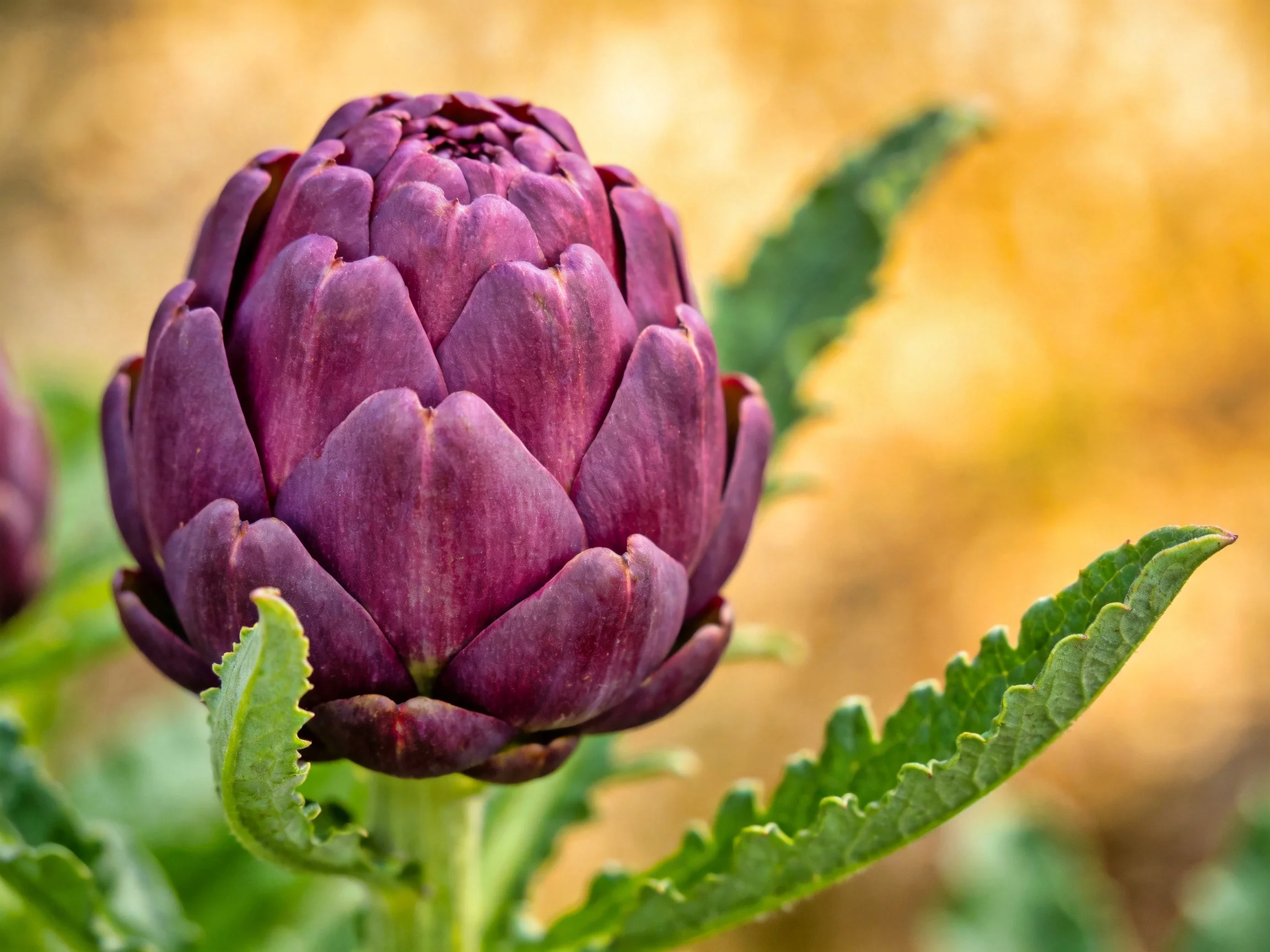 A vibrant purple artichoke bud with serrated green leaves
