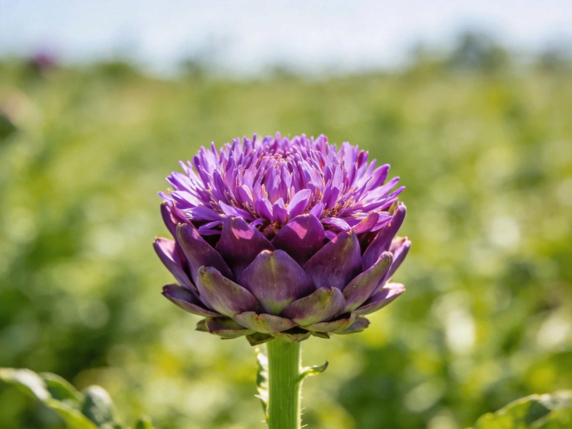 A vibrant purple artichoke flower blooms in a sunlit field