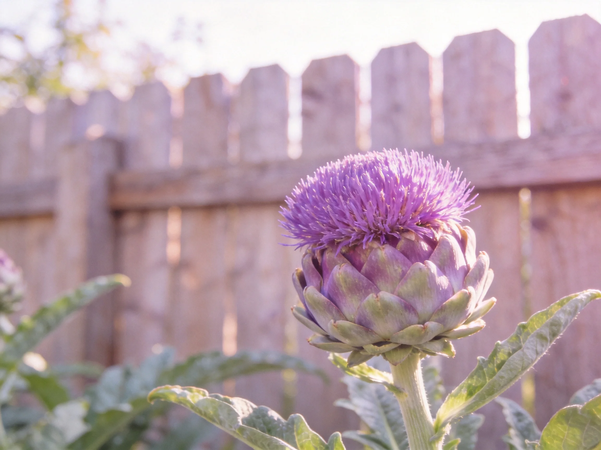 A vibrant purple artichoke flower near a wooden fence