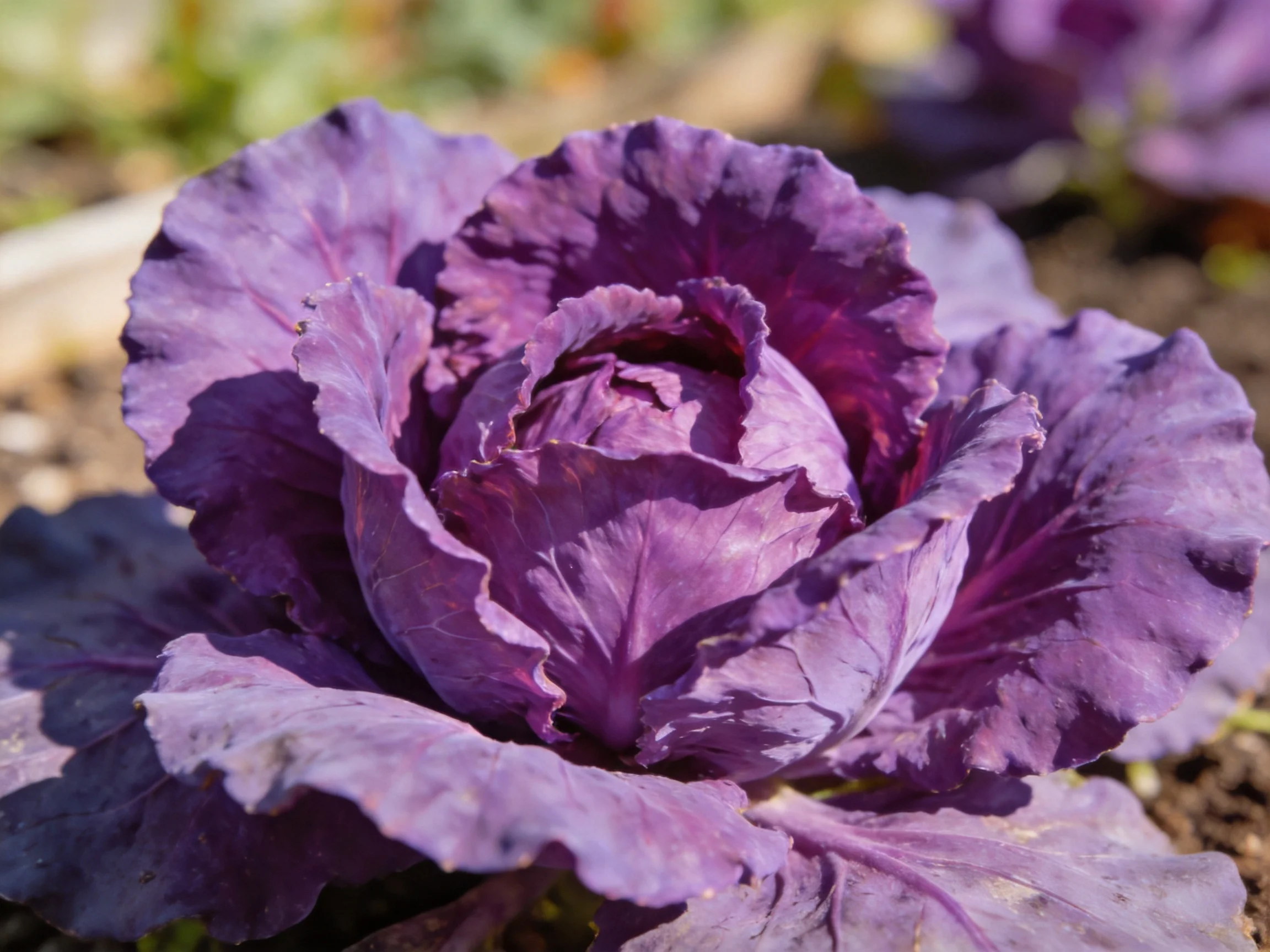 A vibrant purple cabbage with ruffled leaves in natural light