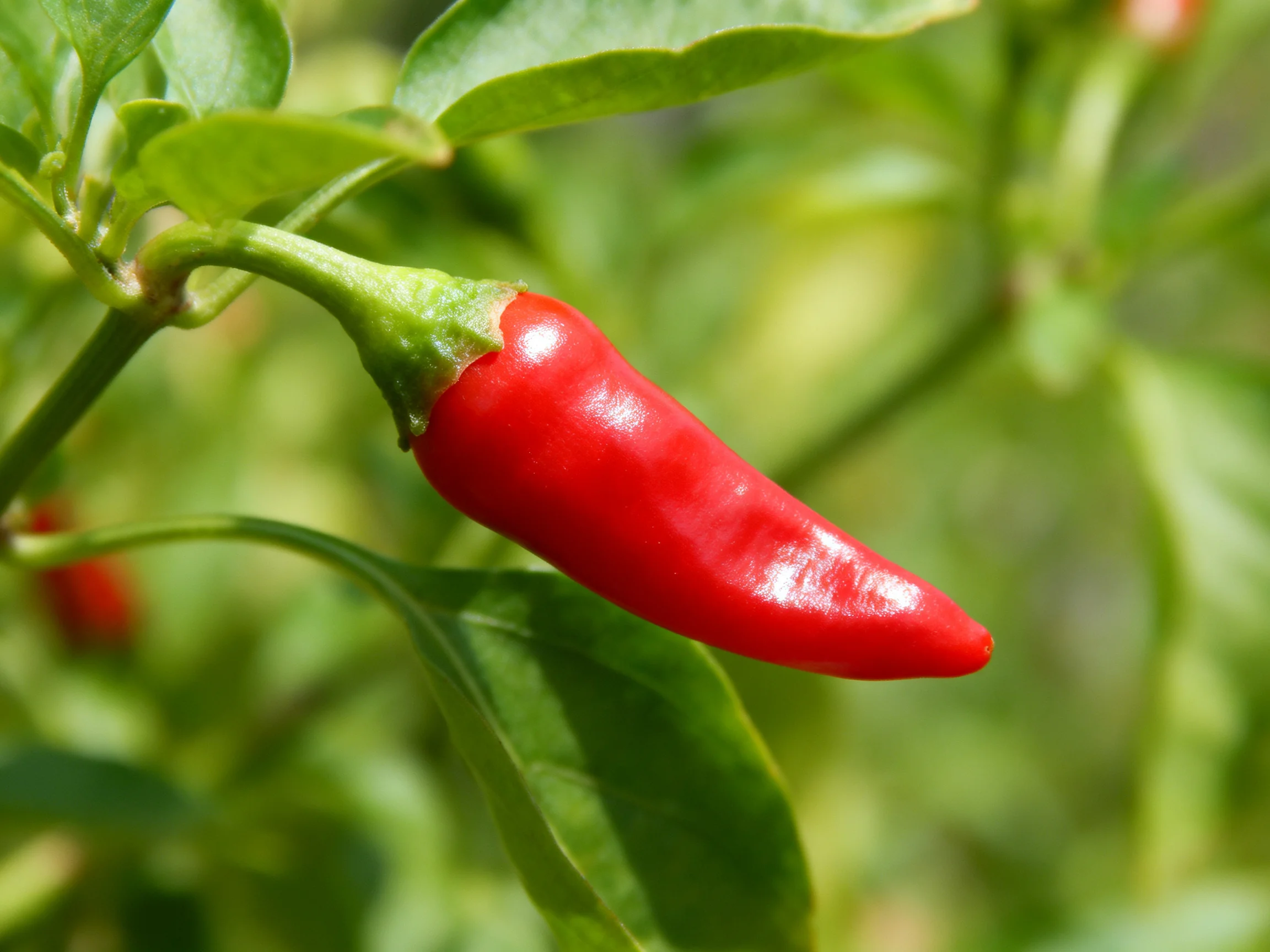 A vibrant red chili pepper growing on a lush green plant