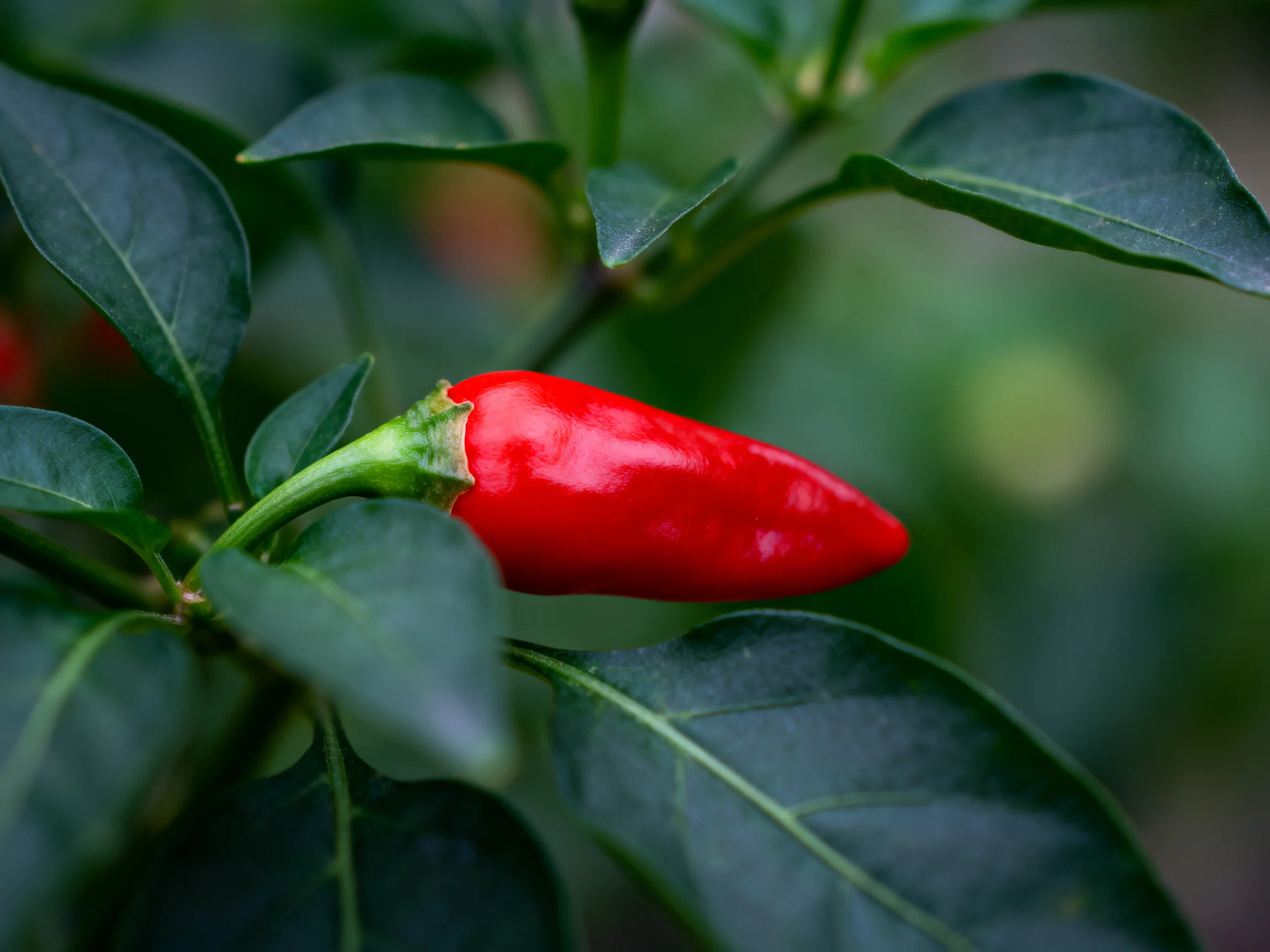 A vibrant red chili pepper nestled among glossy green leaves