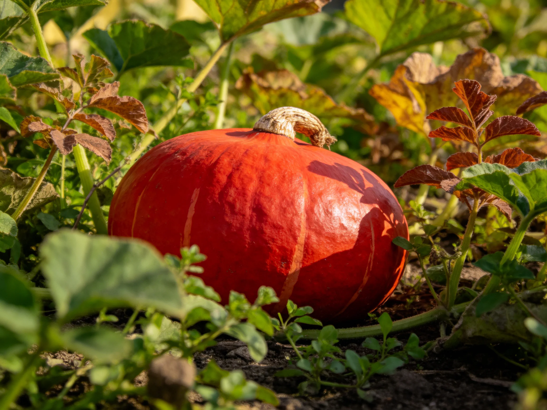 A vibrant red pumpkin nestled among diverse greenery in a sunlit garden