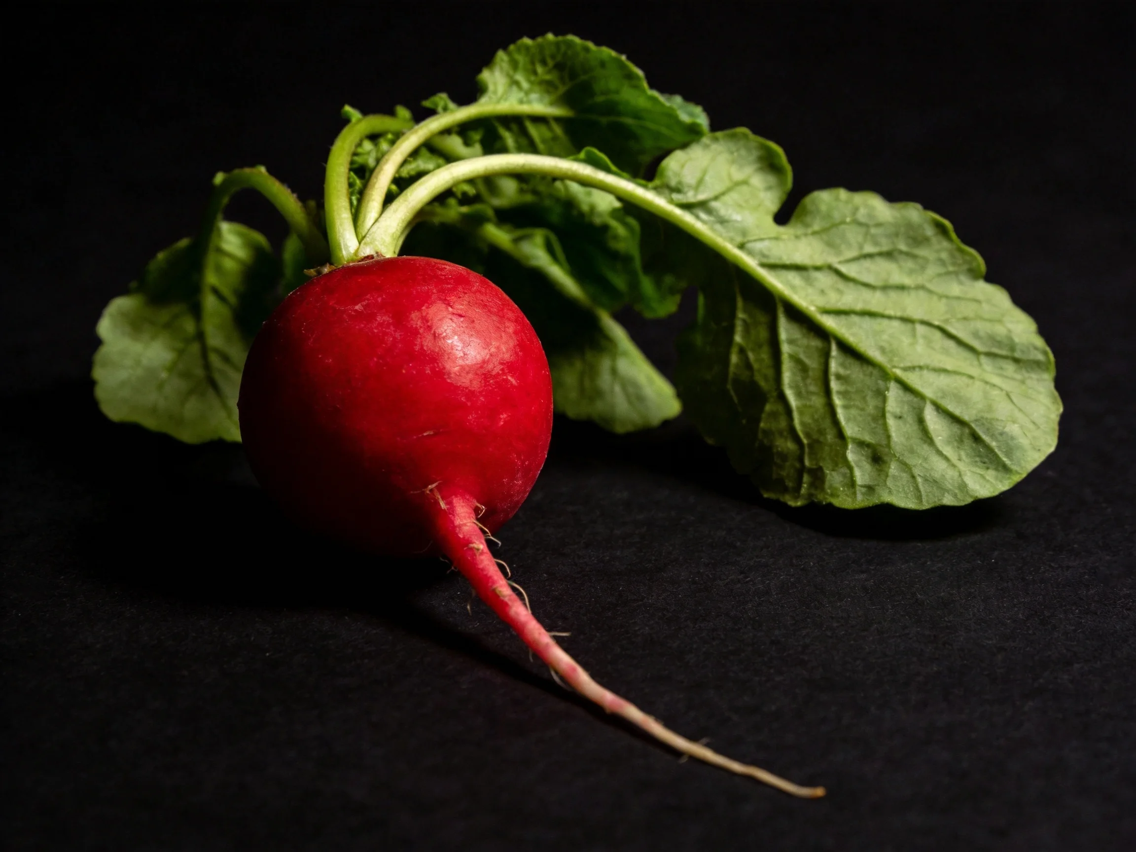 A vibrant red radish with fresh green leaves set against a black surface