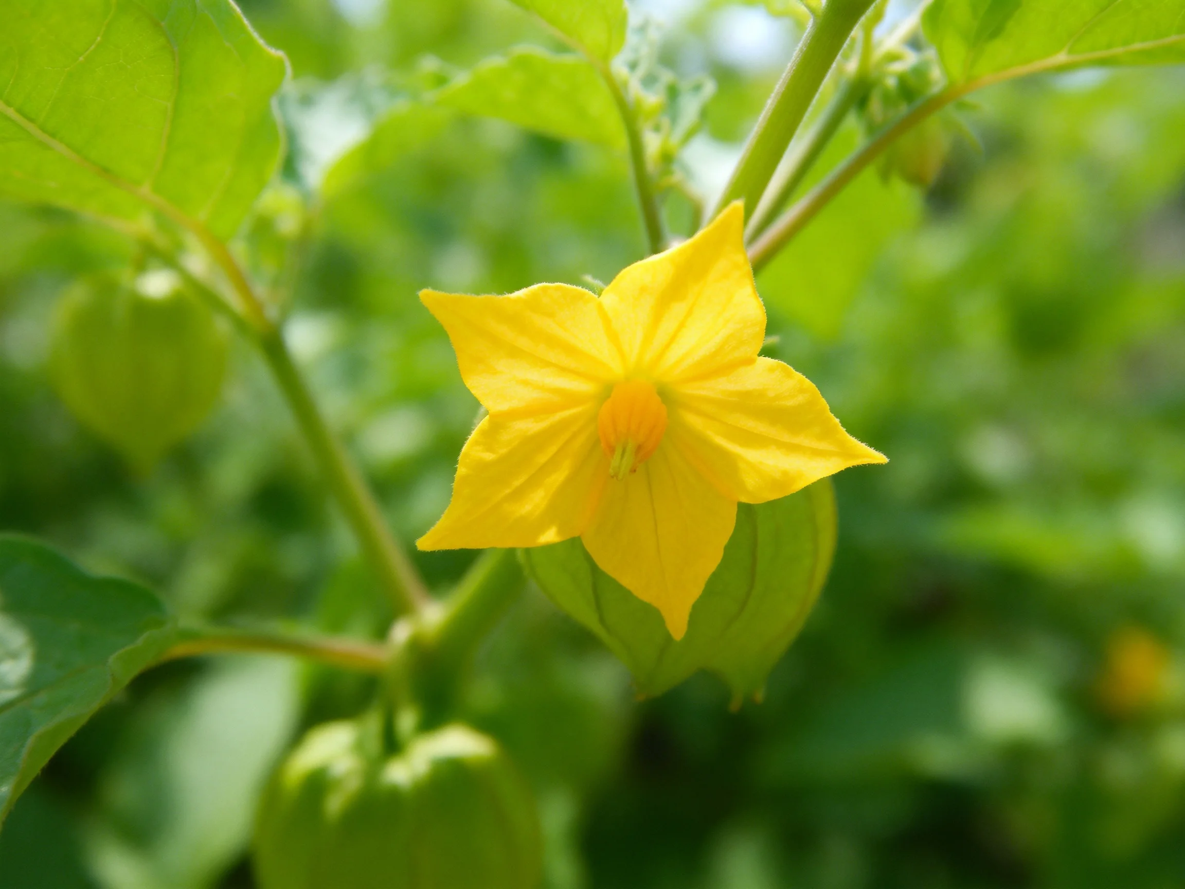 A vibrant yellow flower blooms among lush green foliage and unripe fruits