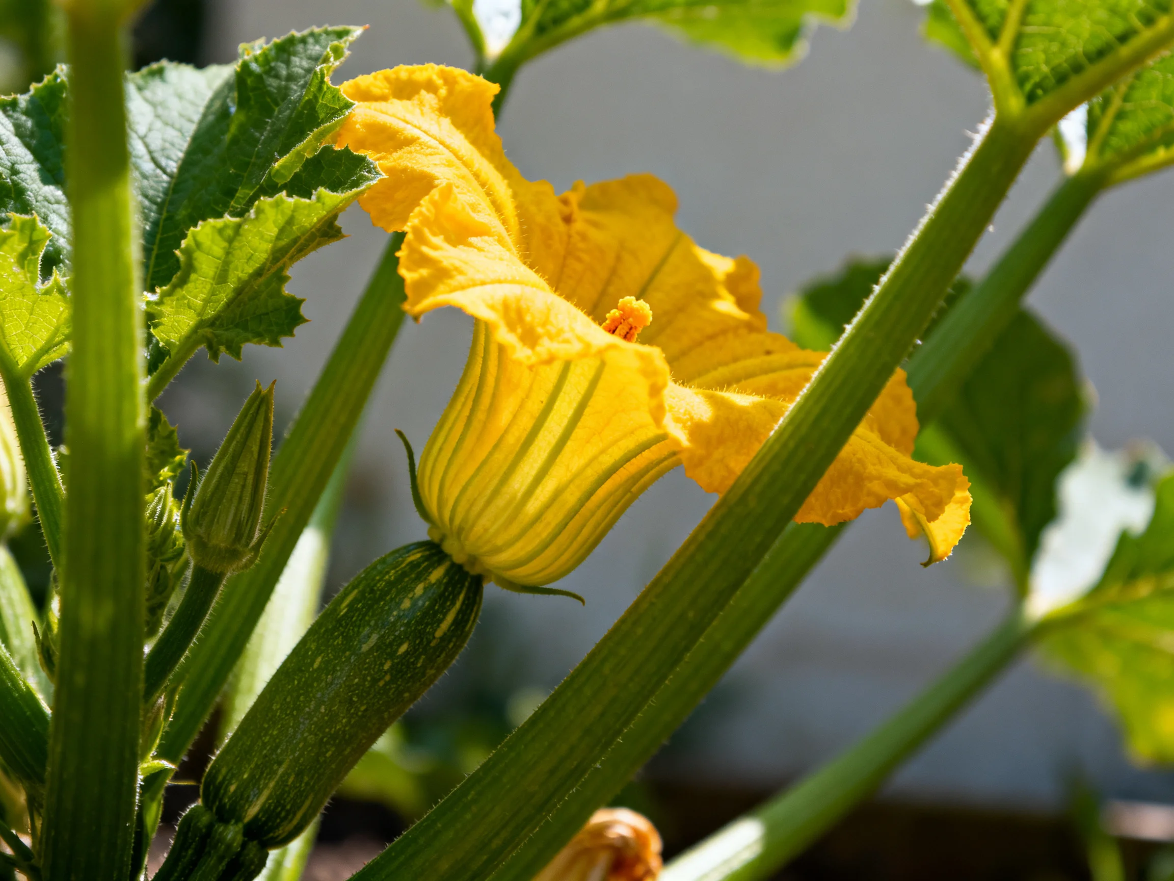 A vibrant yellow squash blossom with green foliage and unopened buds