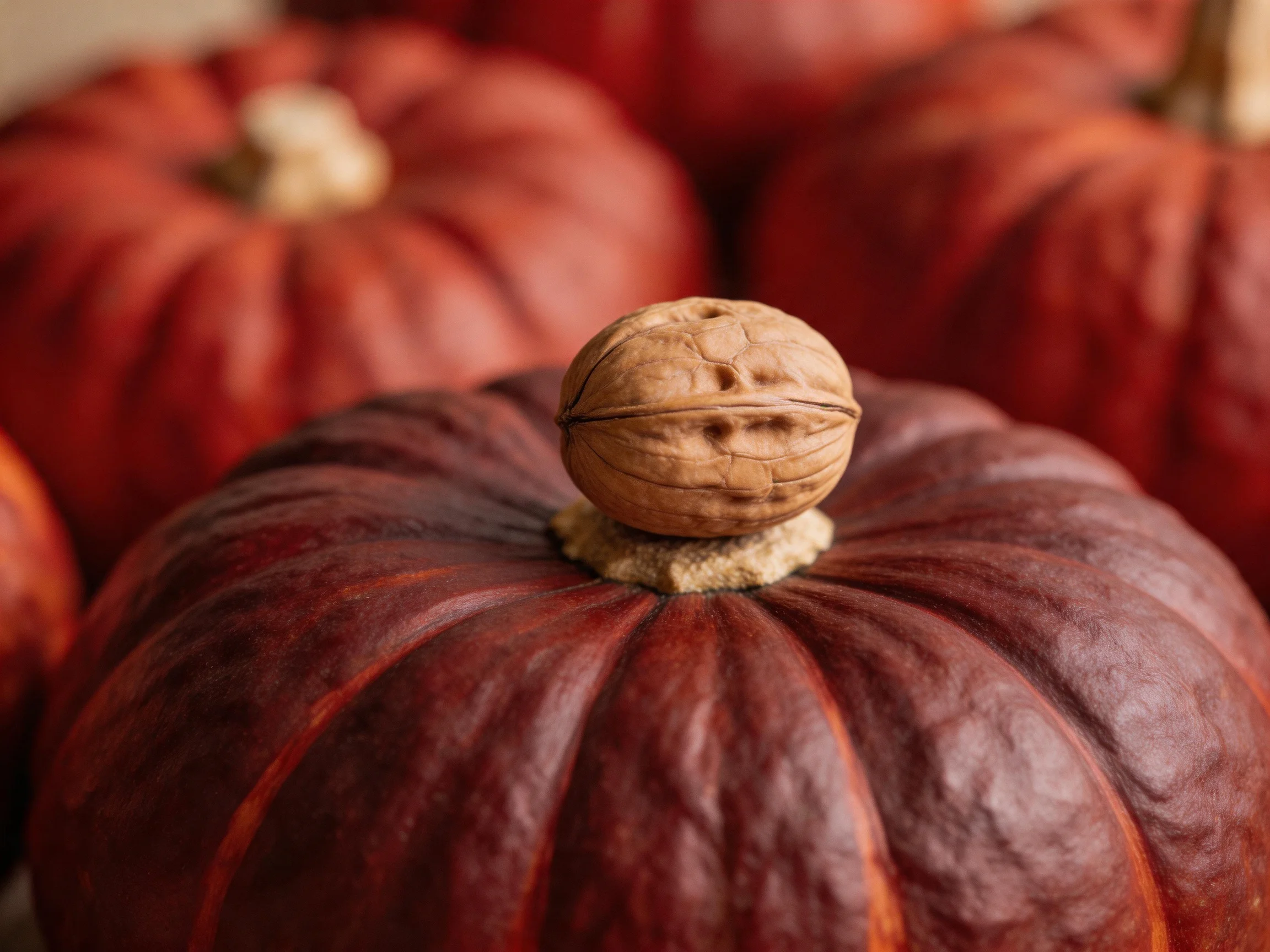 A walnut sits atop a dark red pumpkin among reddish pumpkins