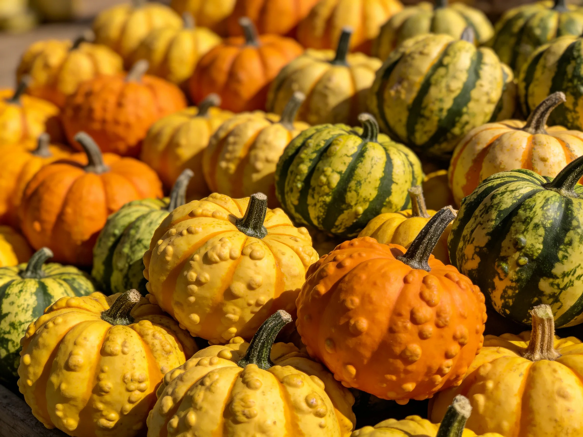 An abundant collection of small decorative pumpkins in orange, yellow, and green hues