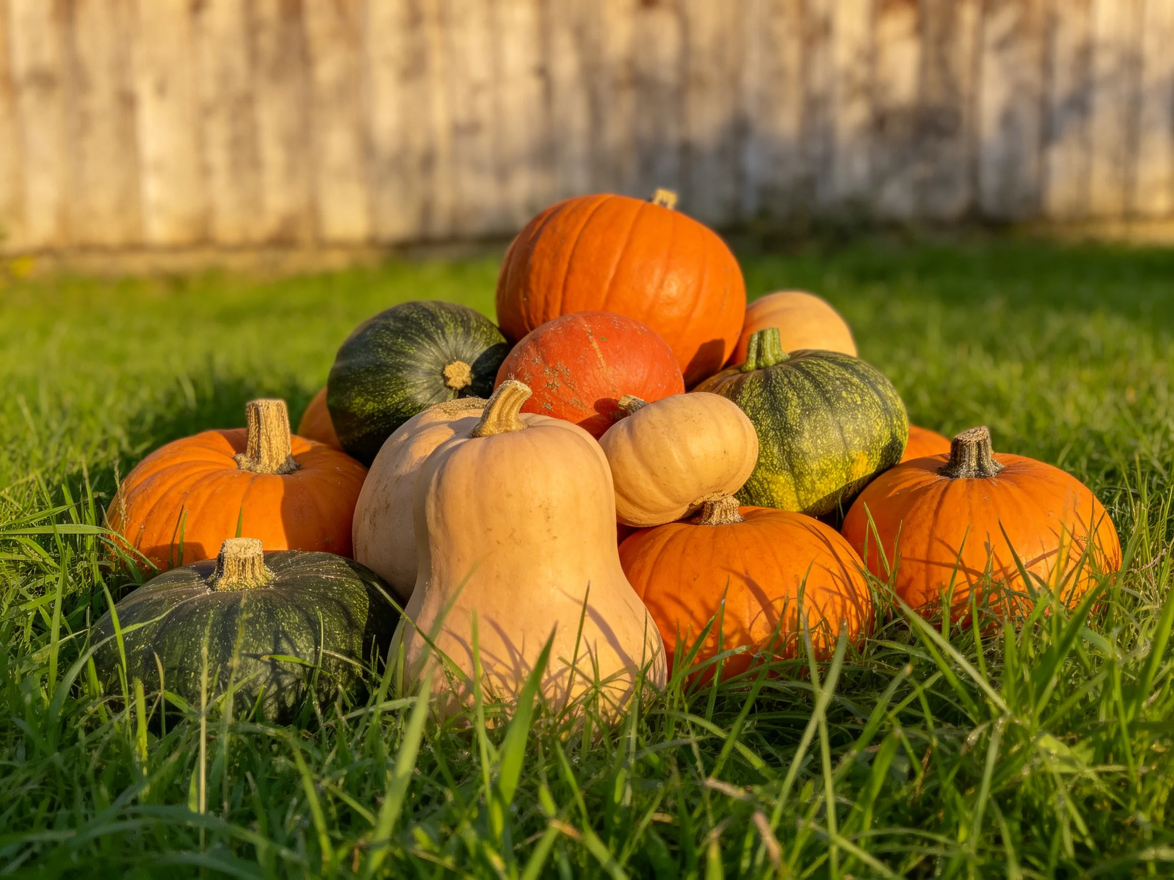Assorted orange, green, and beige pumpkins and squashes piled on green grass