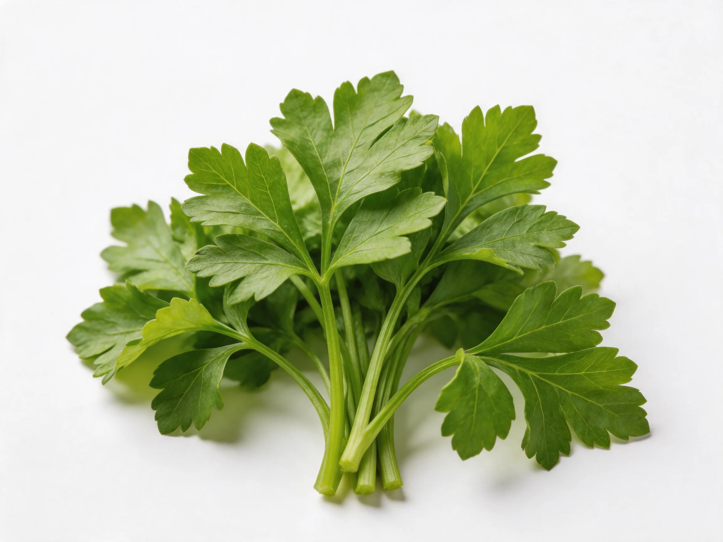 Bunch of fresh green parsley leaves on a white surface