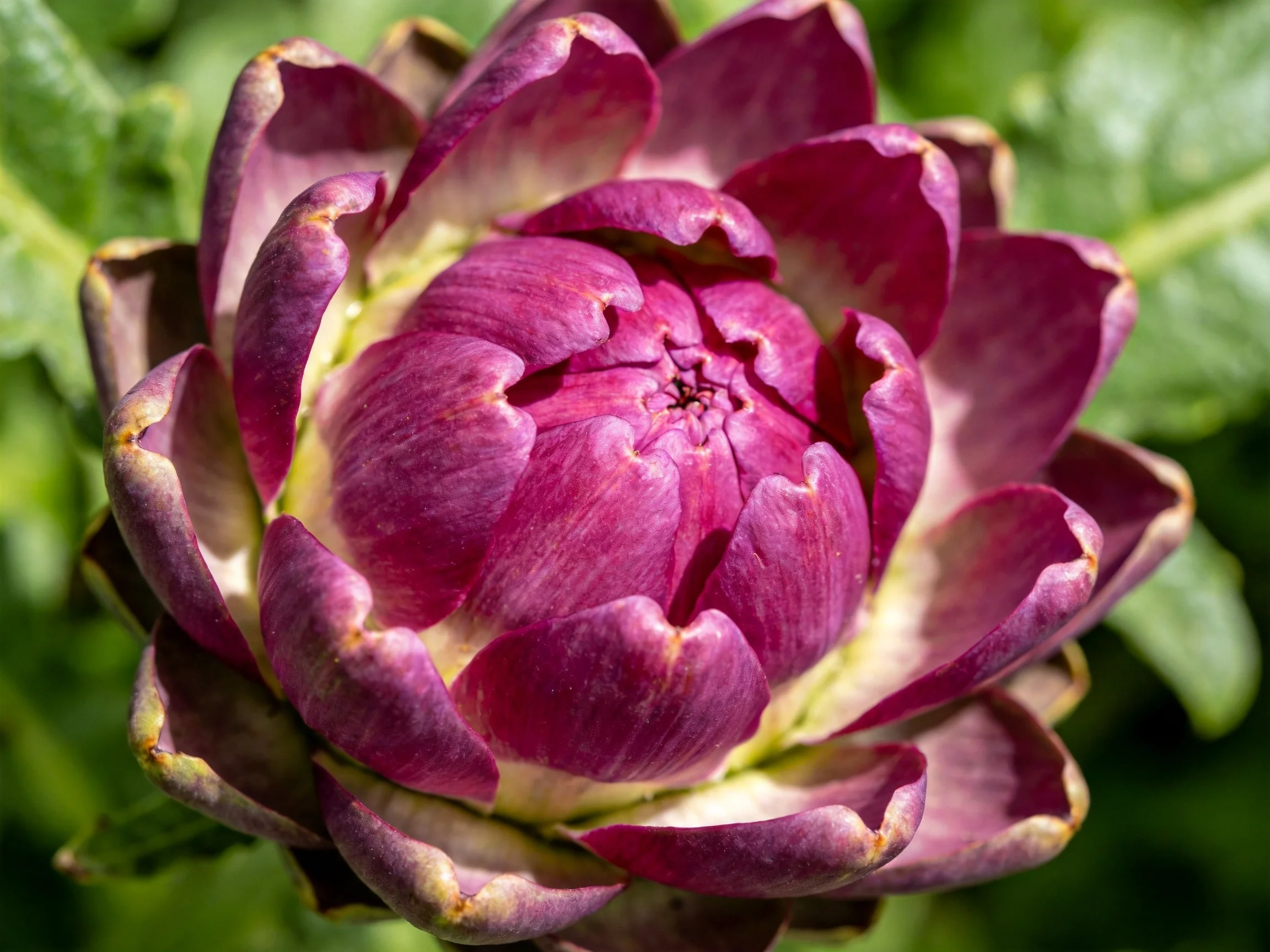 Close-up of a purple flower bud with layered petals