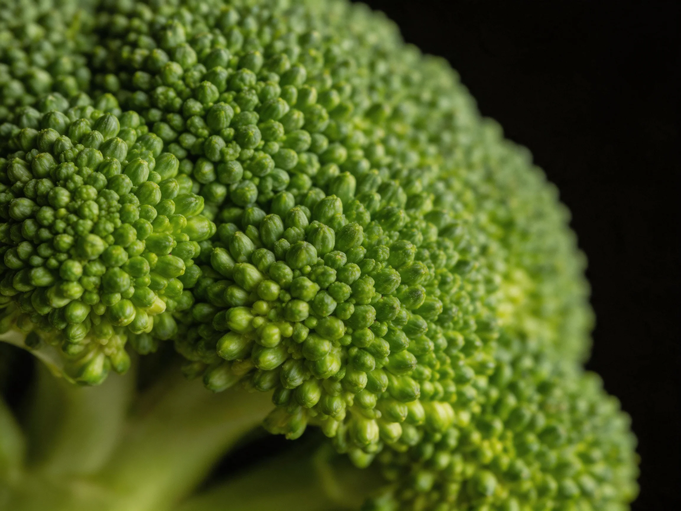 Close-up of vibrant green broccoli florets with dense textured buds