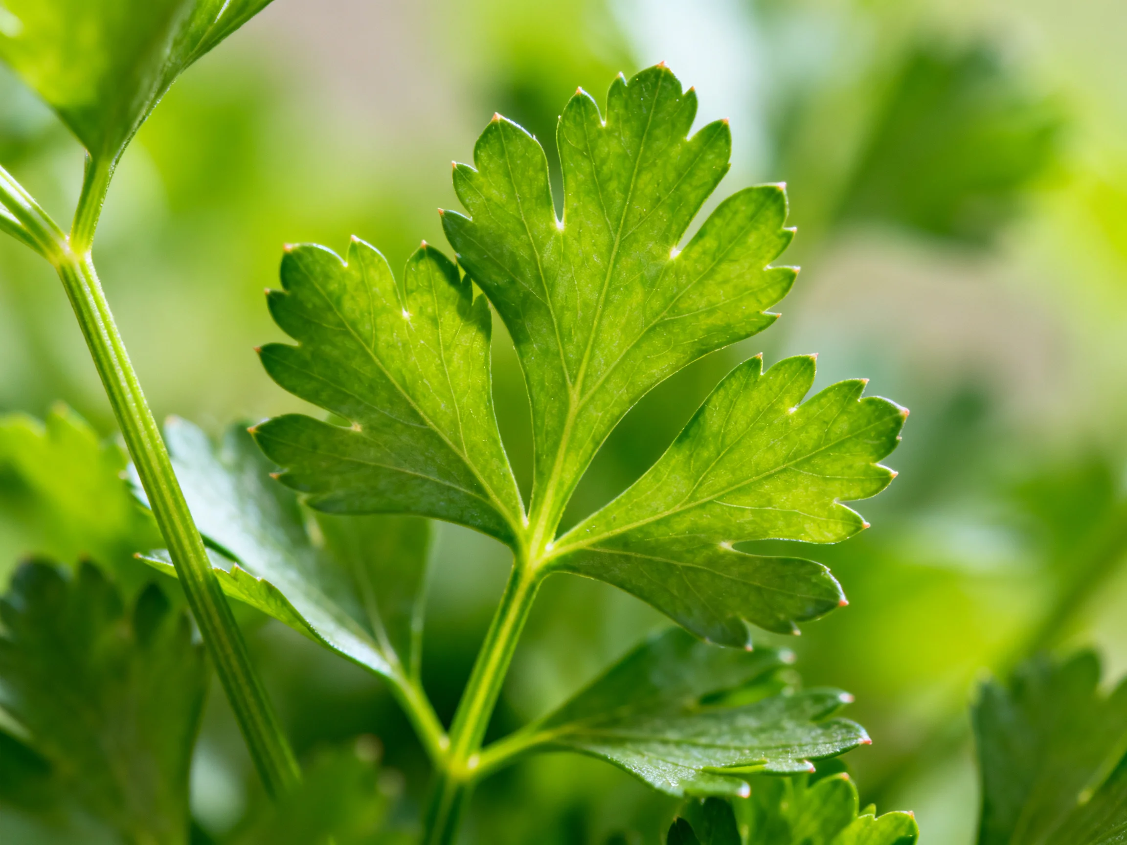 Close-up of vibrant green parsley leaves with serrated edges