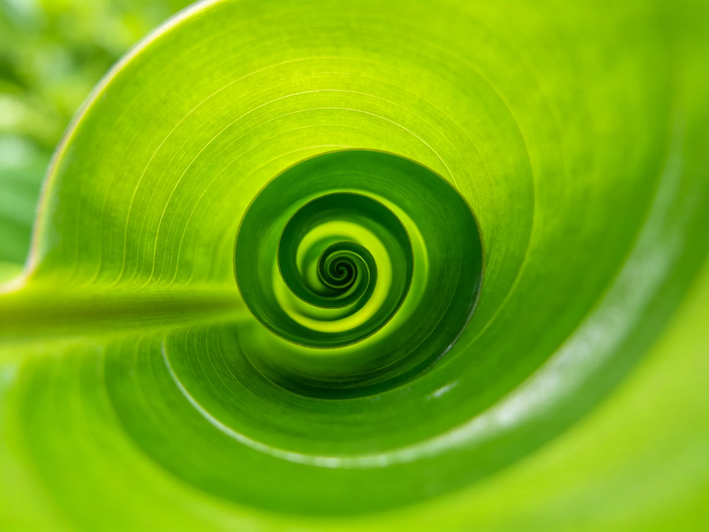 Close-up spiral pattern of vibrant green leaf with concentric circular design