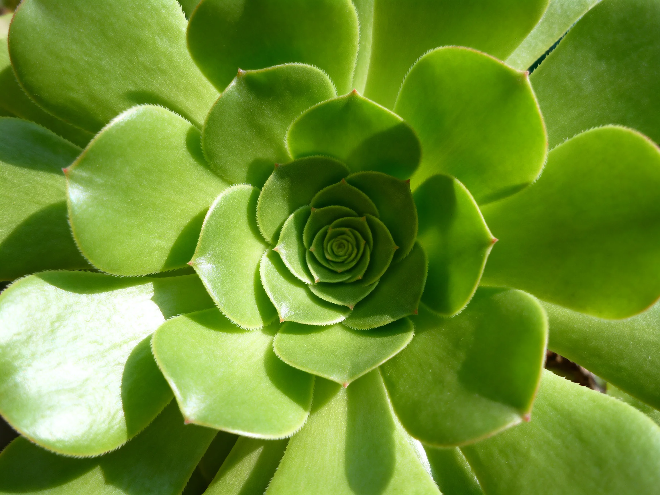 Close-up view of a vibrant green succulent with layered, rounded leaves